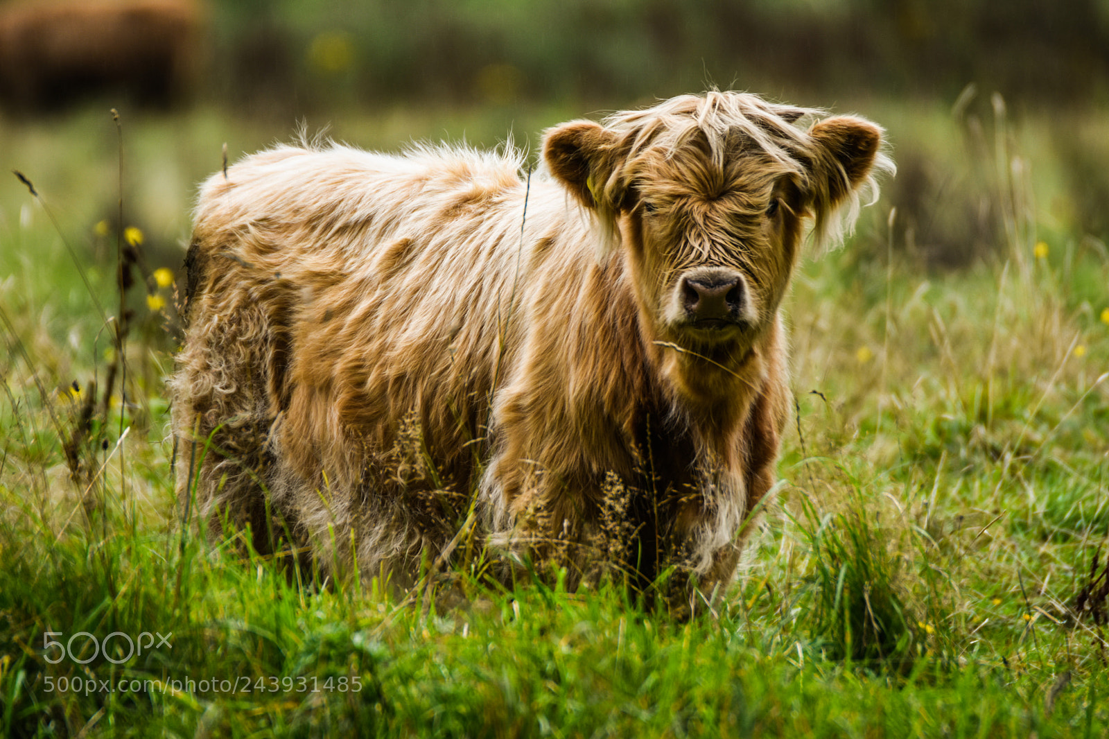 Nikon D7200 sample photo. Highland cattle photography