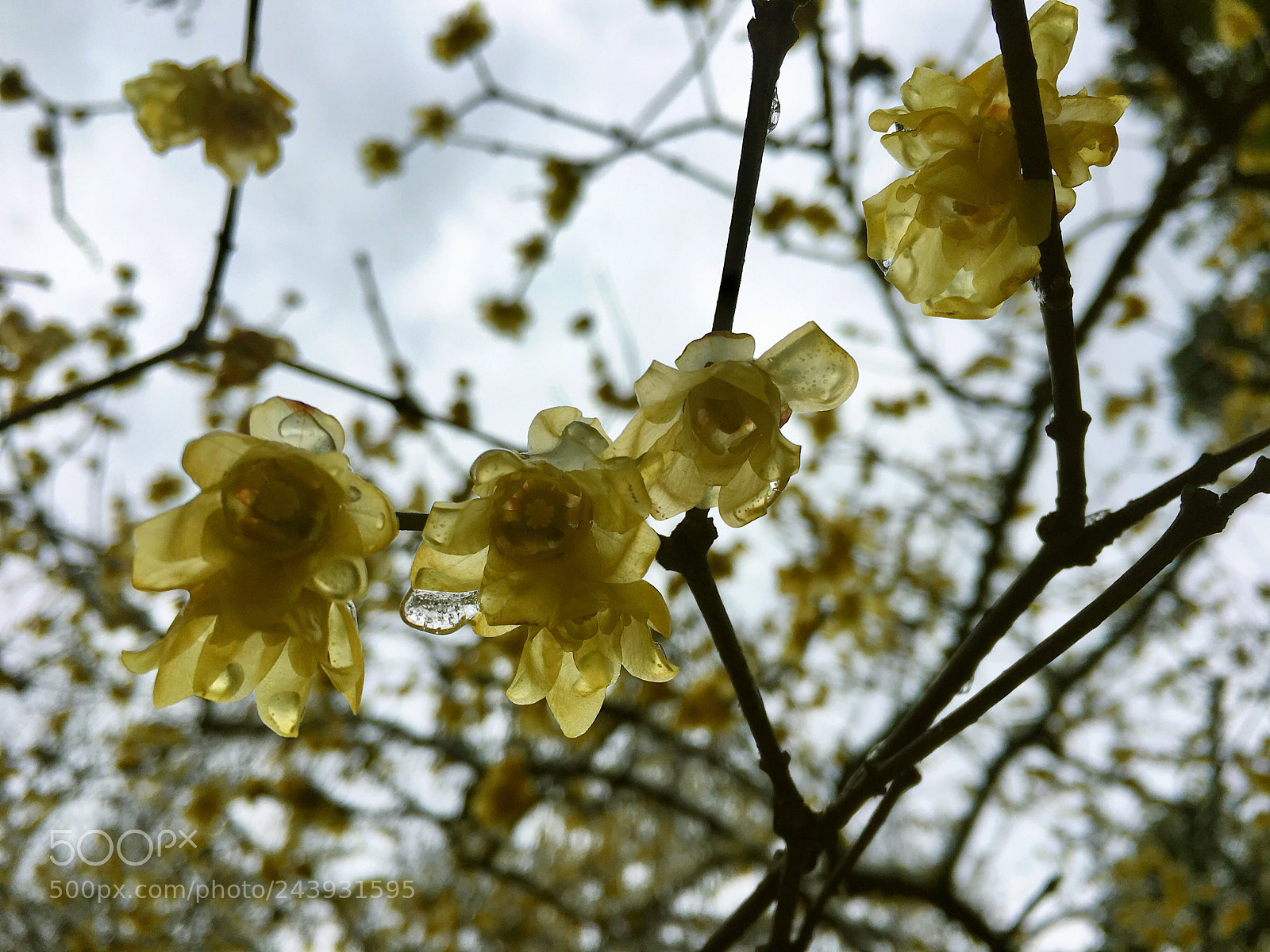 Apple iPhone 6s sample photo. Icy wintersweet photography