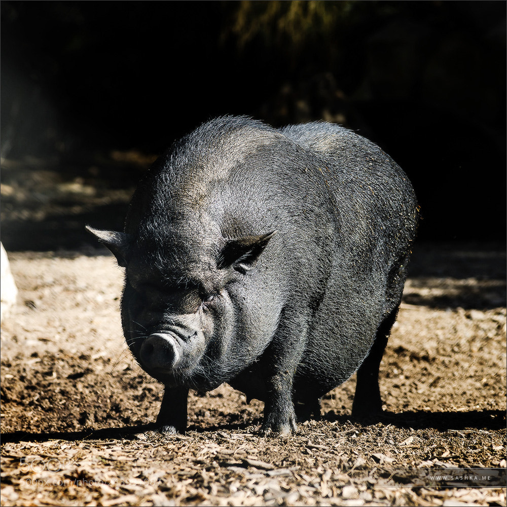 Sony Alpha a99 sample photo. Wild black boar on photography