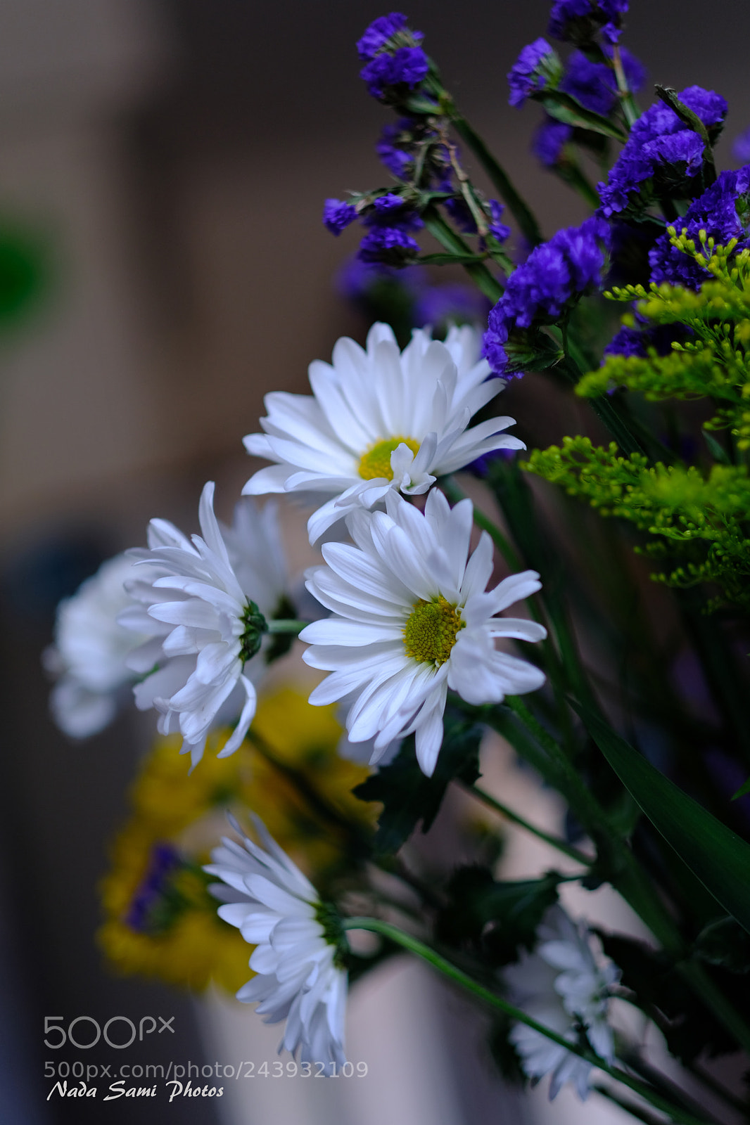 Fujifilm X-T2 sample photo. White daisies photography