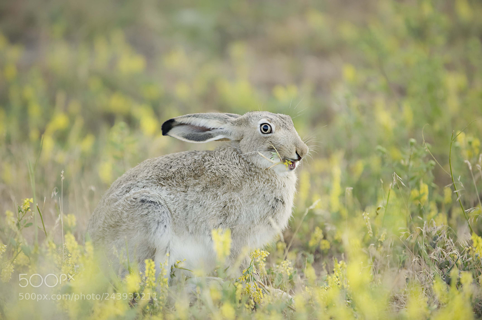 Nikon D700 sample photo. Hare photography