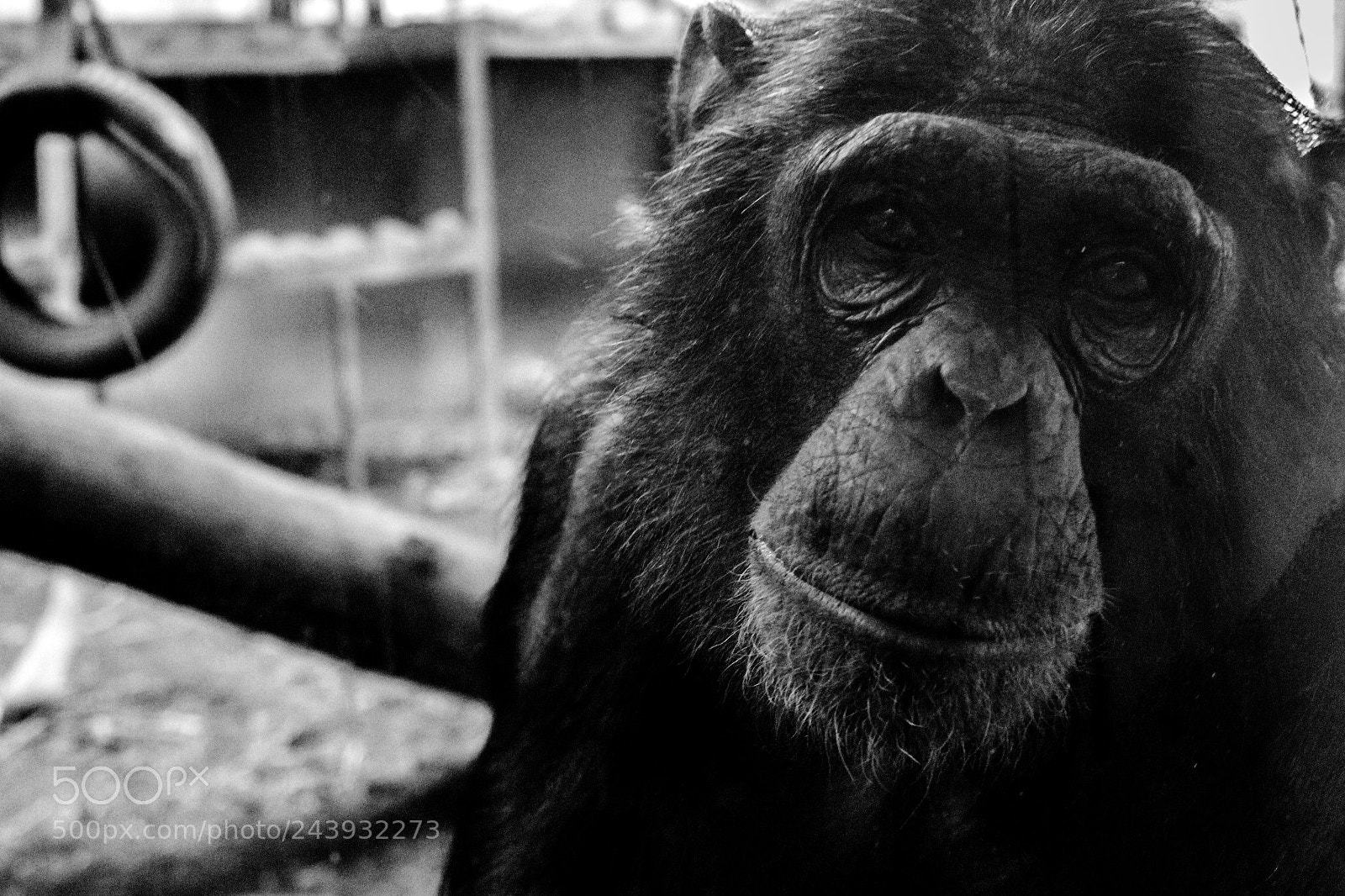 Canon EOS 650D (EOS Rebel T4i / EOS Kiss X6i) sample photo. Monkey portrait photography