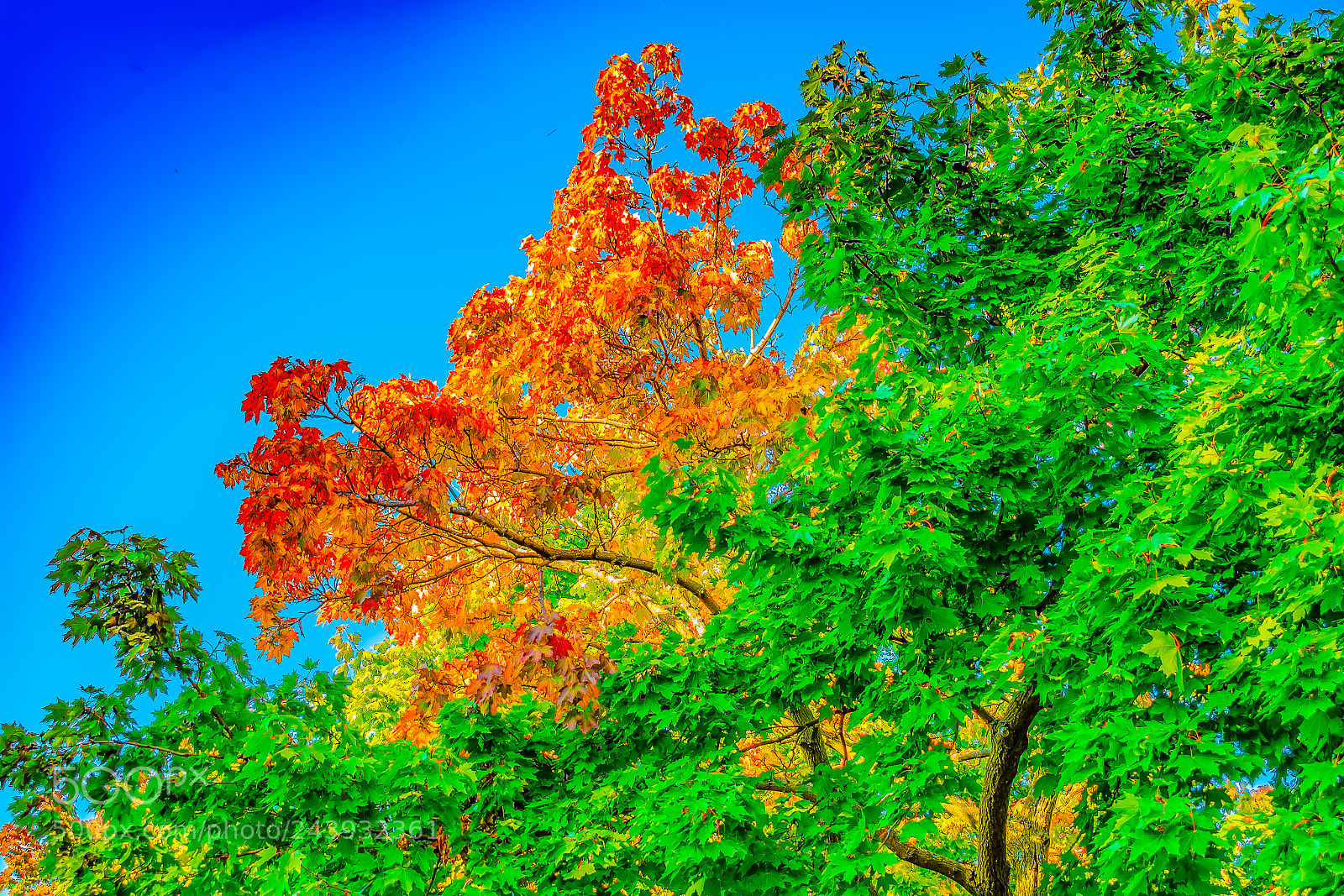 Nikon D3400 sample photo. Leaves of fall photography