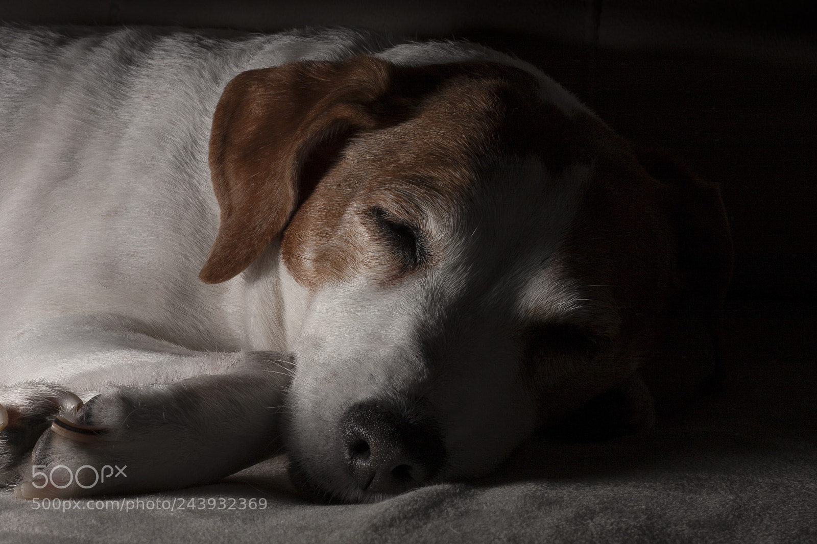 Canon EOS 40D sample photo. Pupppy nap photography