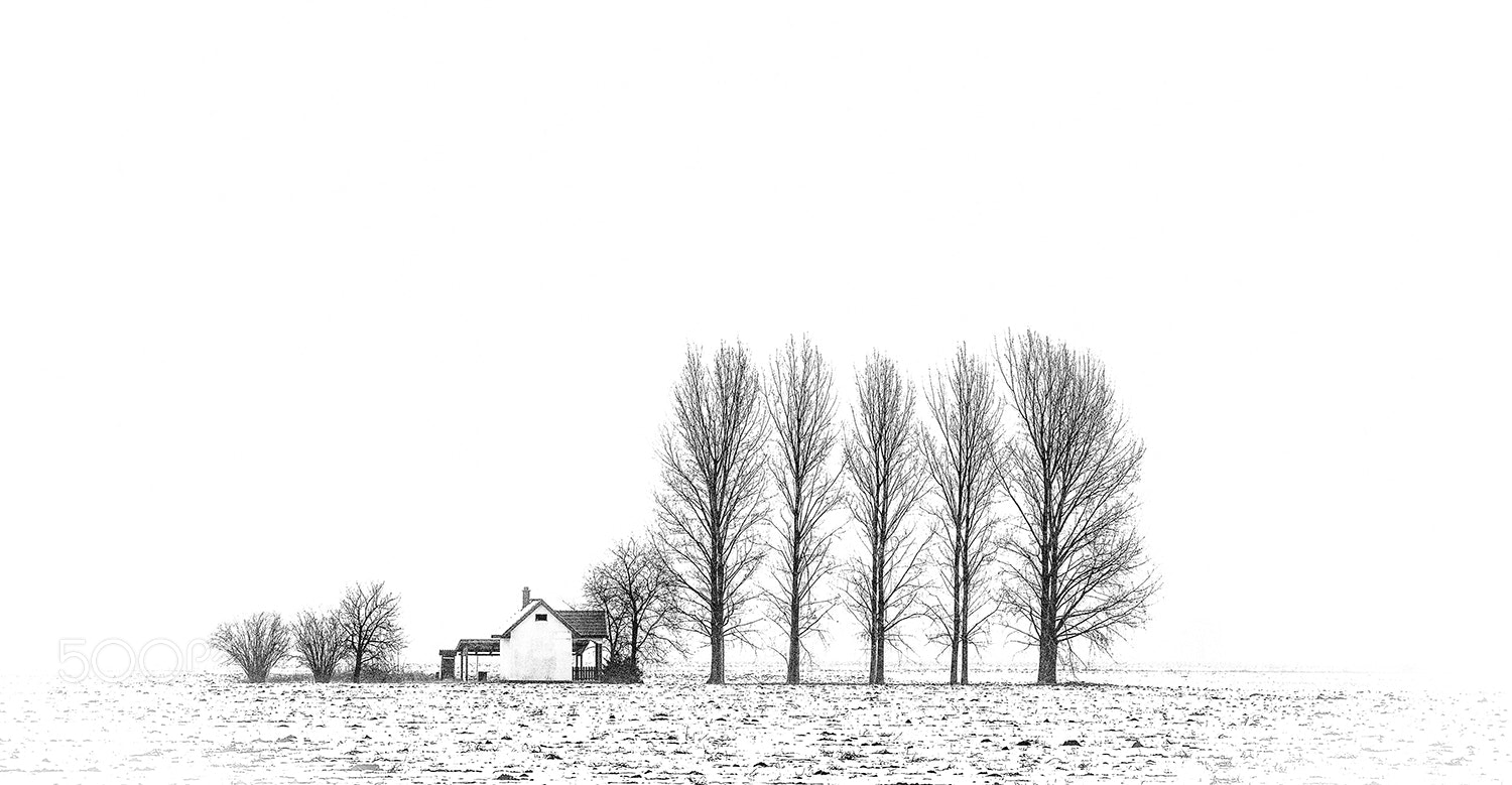 Nikon D610 sample photo. Winter graphics photography