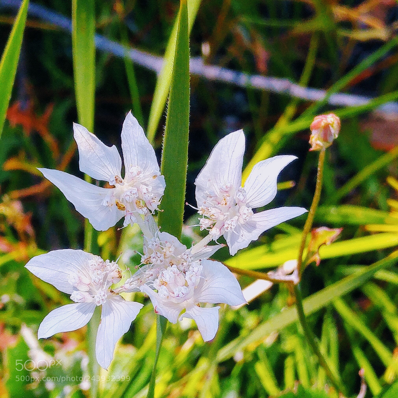 LG G4 sample photo. Untitled photography