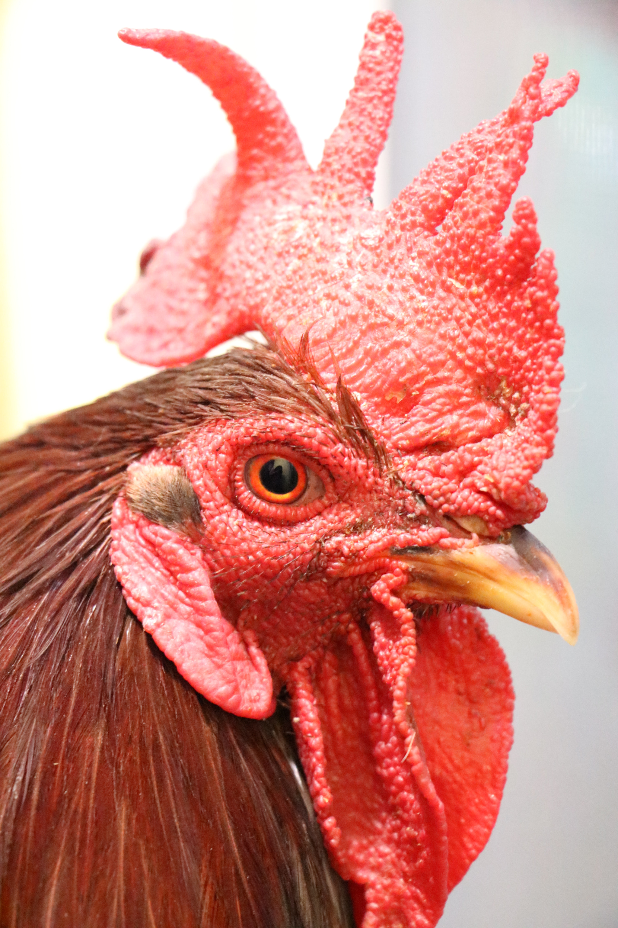 Canon EOS 750D (EOS Rebel T6i / EOS Kiss X8i) sample photo. El gallo‼️ photography