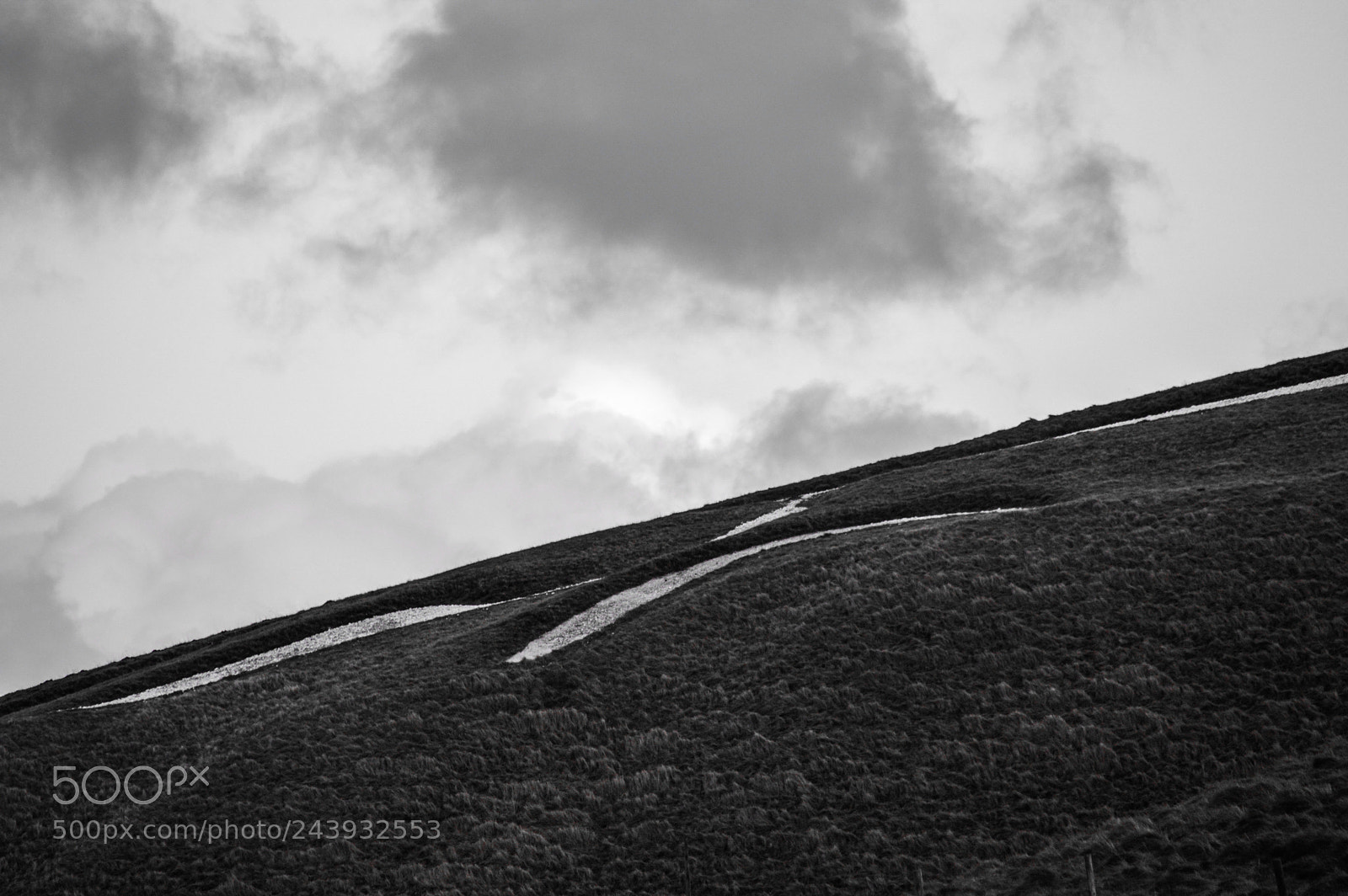 Nikon D3200 sample photo. Detail of white horse photography