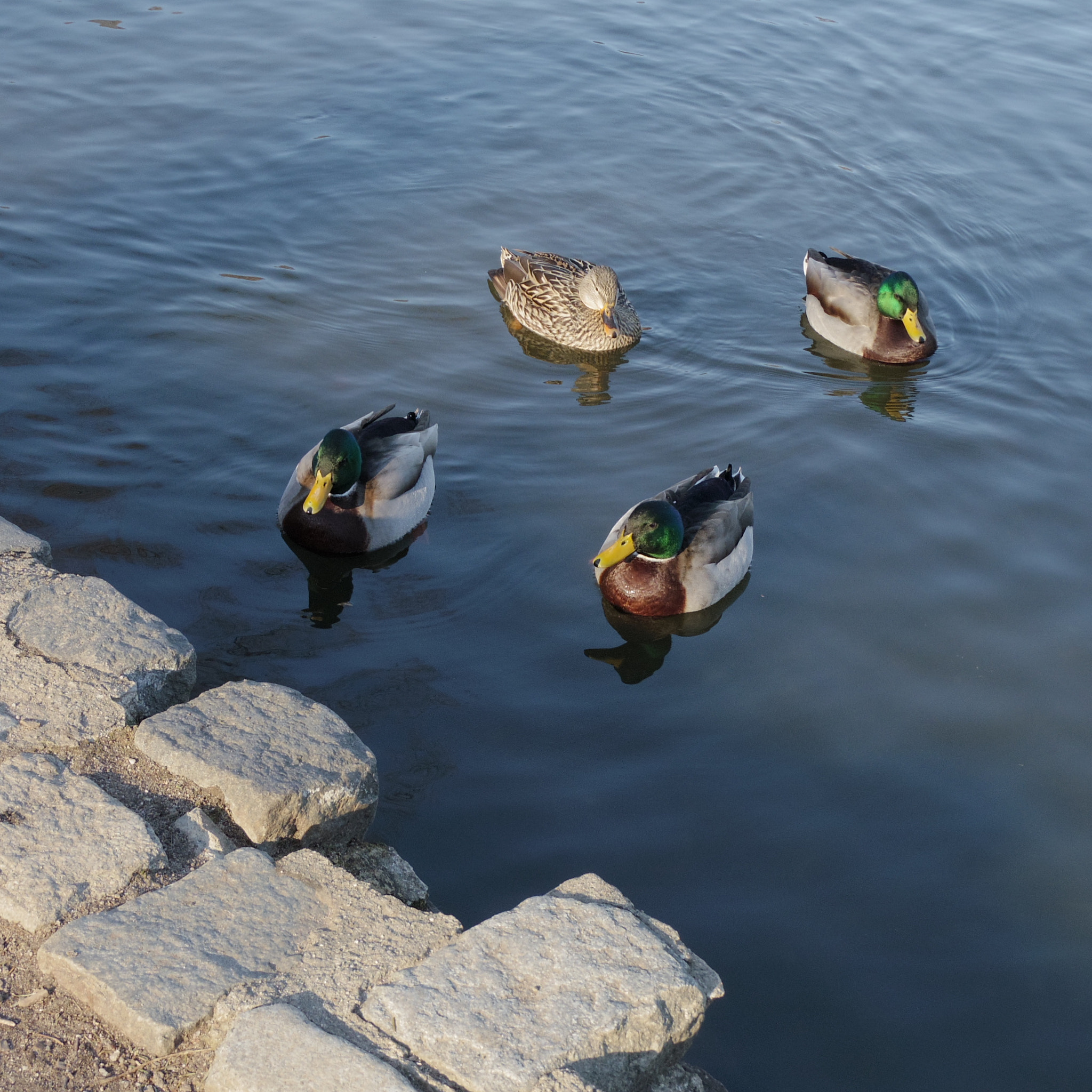 Pentax Q-S1 sample photo. Three drakes and a hen photography