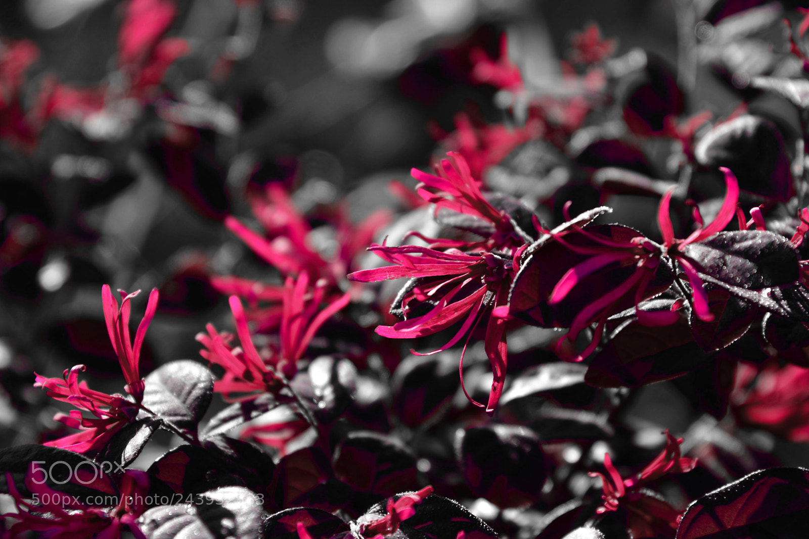 Nikon D7200 sample photo. Flowers photography