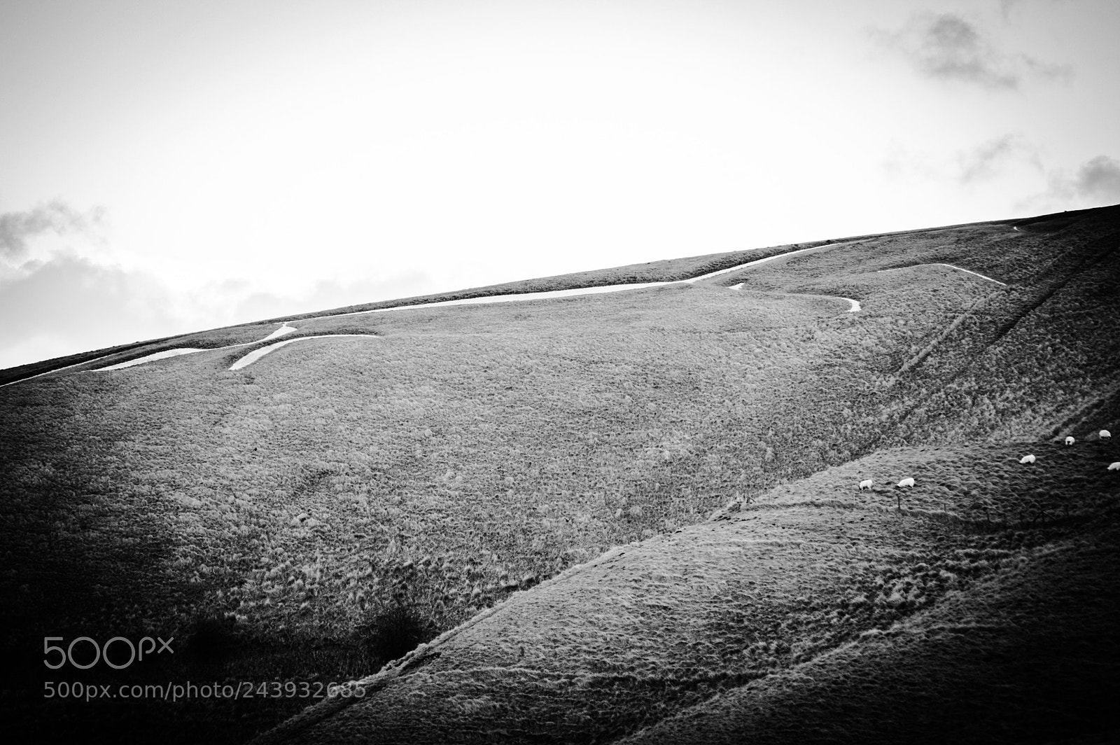 Nikon D3200 sample photo. White horse photography