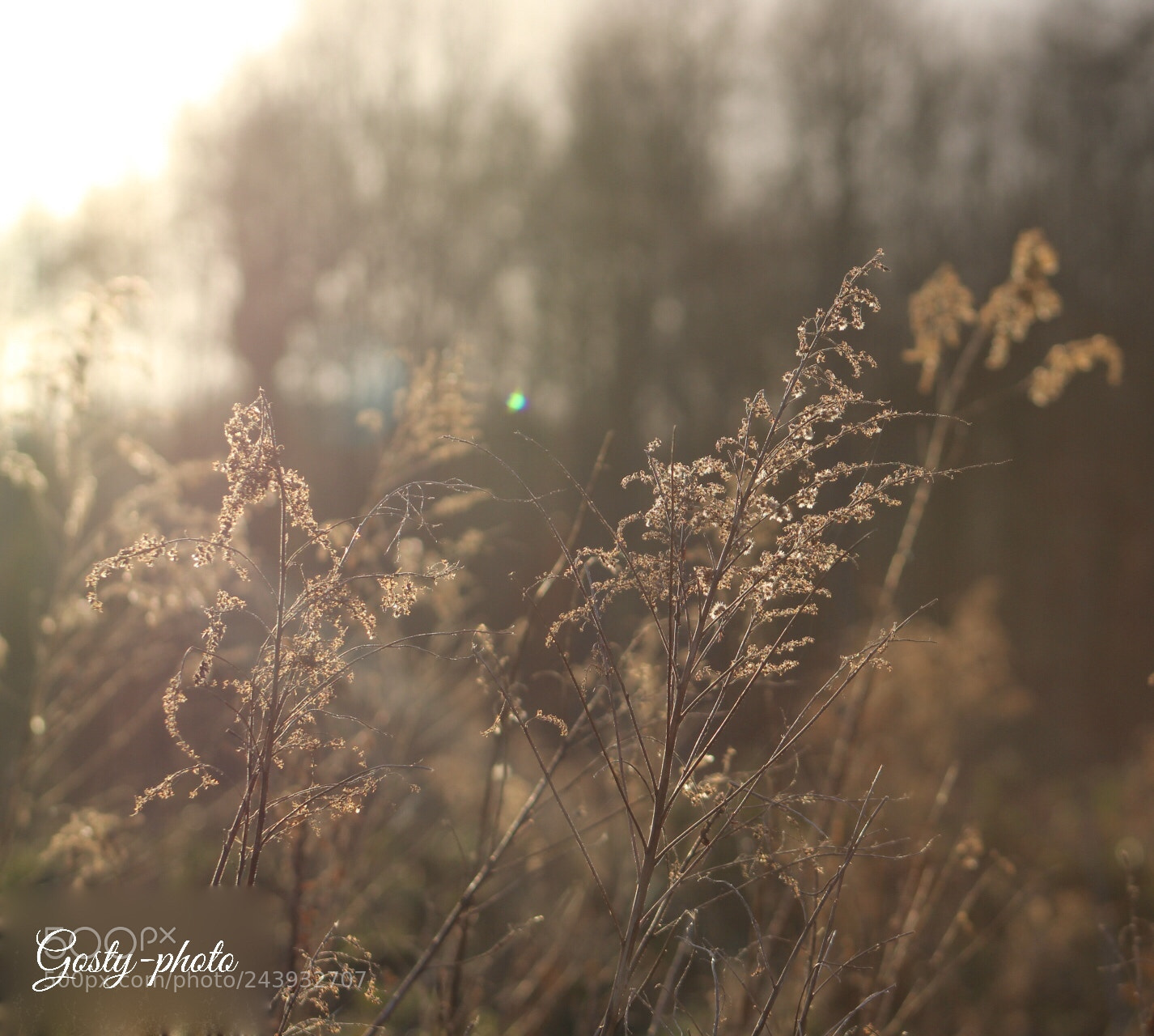 Canon EOS 1300D (EOS Rebel T6 / EOS Kiss X80) sample photo. The nature at pure photography