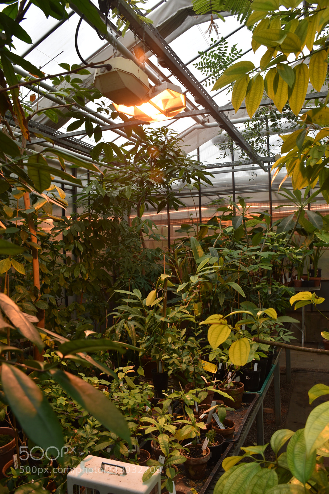 Nikon D5500 sample photo. Plants photography