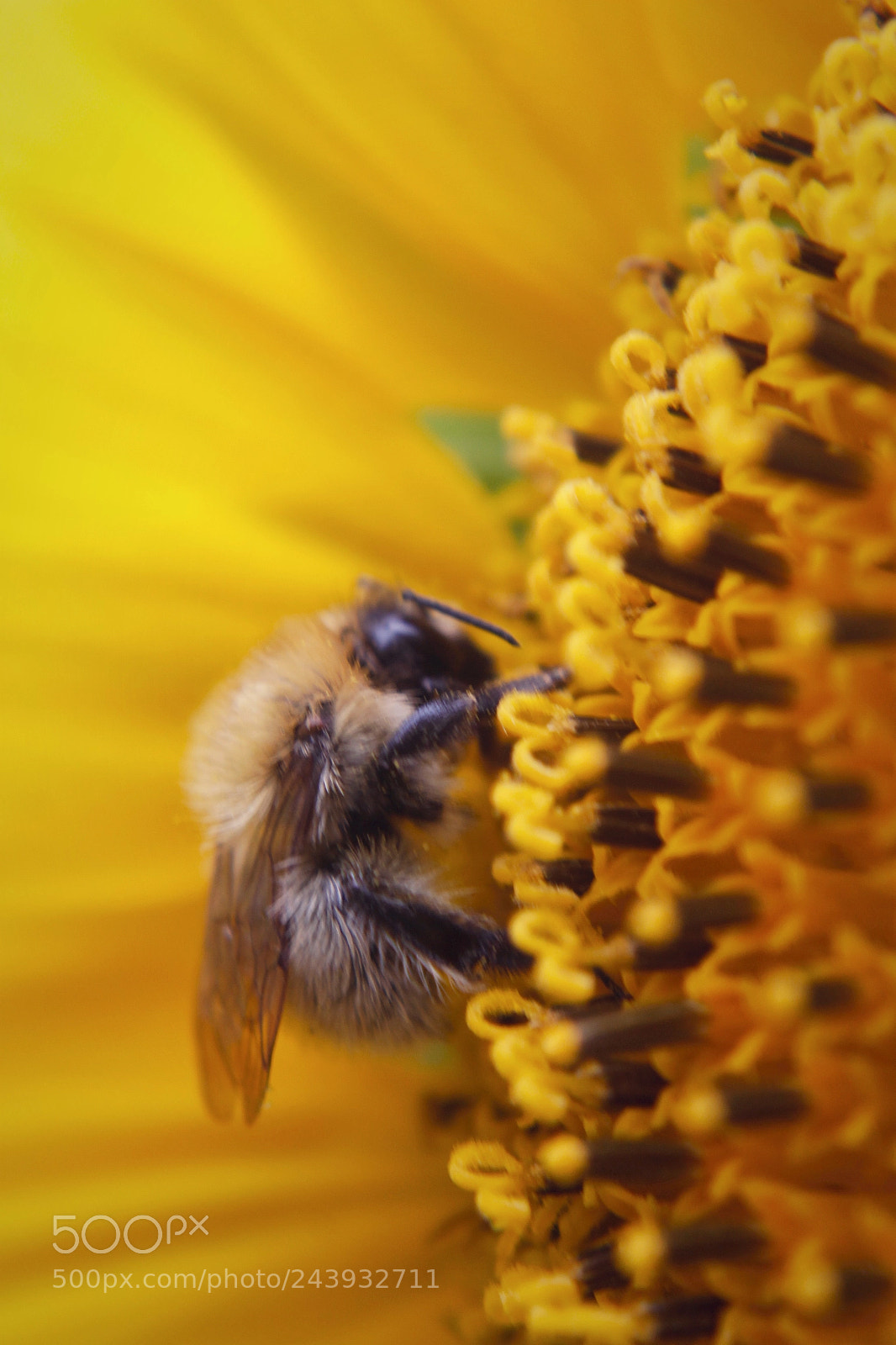 Canon EOS 1100D (EOS Rebel T3 / EOS Kiss X50) sample photo. Sunflower love photography