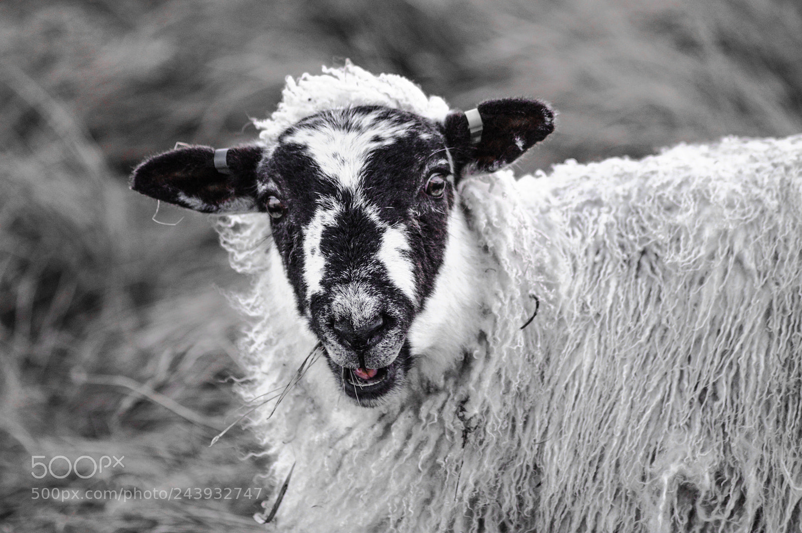 Nikon D3200 sample photo. Sheep under the white photography