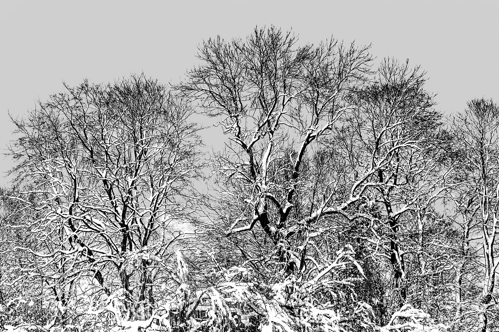 Fujifilm X-T20 sample photo. Black and white winter photography