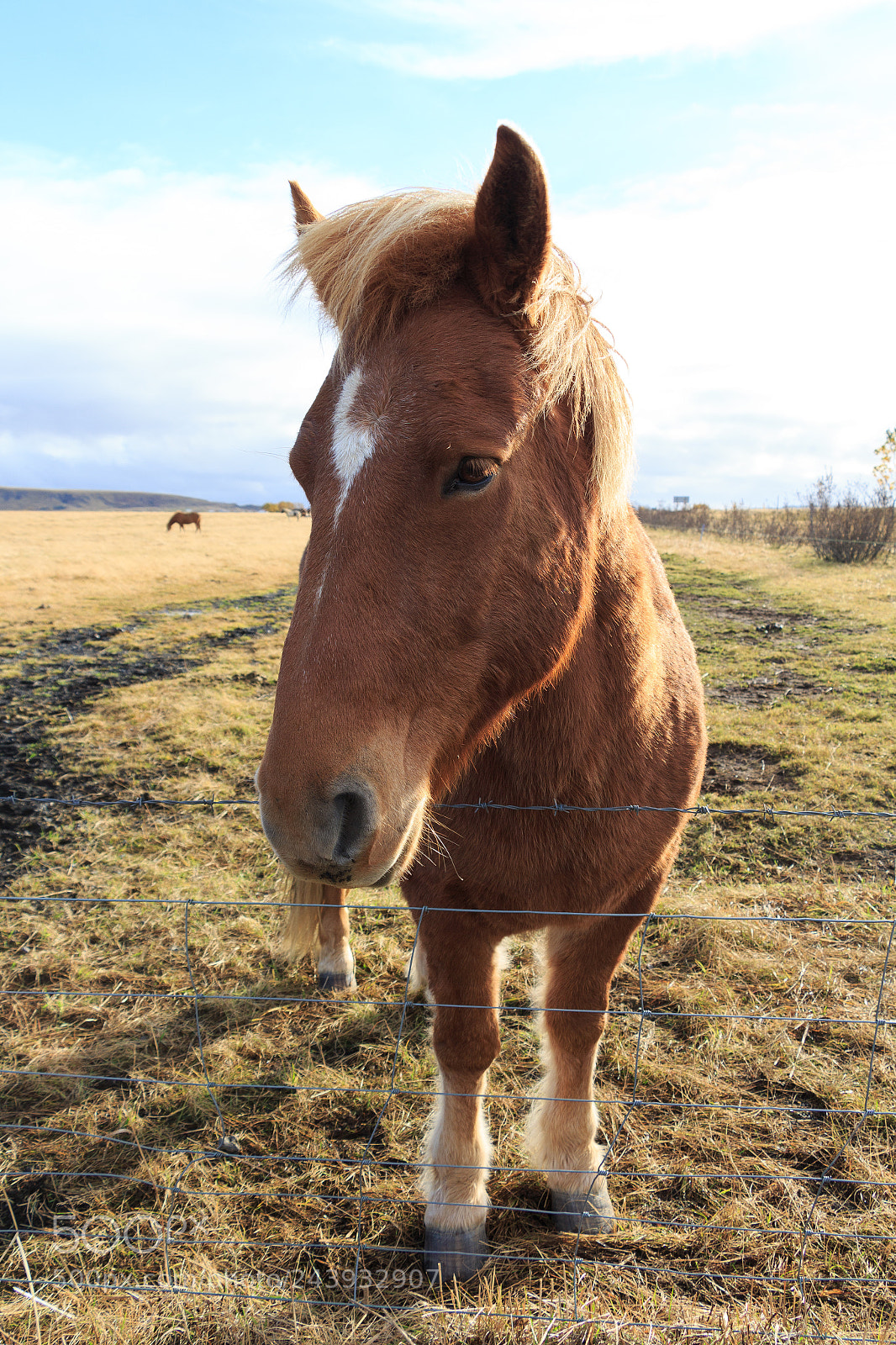 Canon EOS 700D (EOS Rebel T5i / EOS Kiss X7i) sample photo. Icelandic wild horse photography