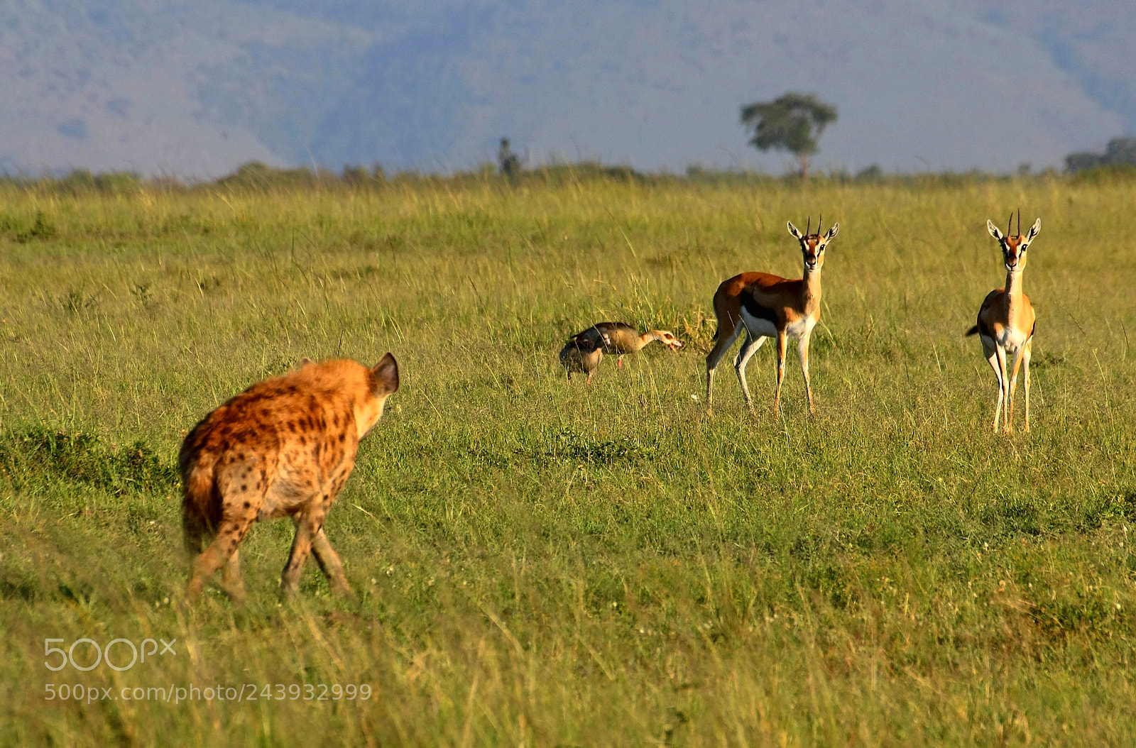 Canon EOS 450D (EOS Rebel XSi / EOS Kiss X2) sample photo. "hyena stalking young gazelles" photography