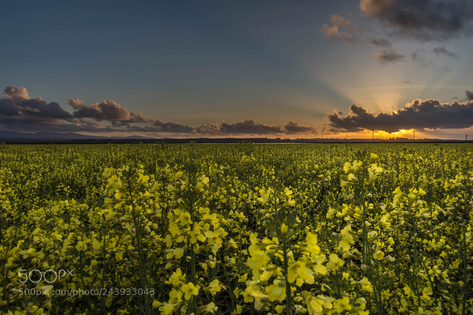 Nikon D7200 sample photo. Flowered sunset photography