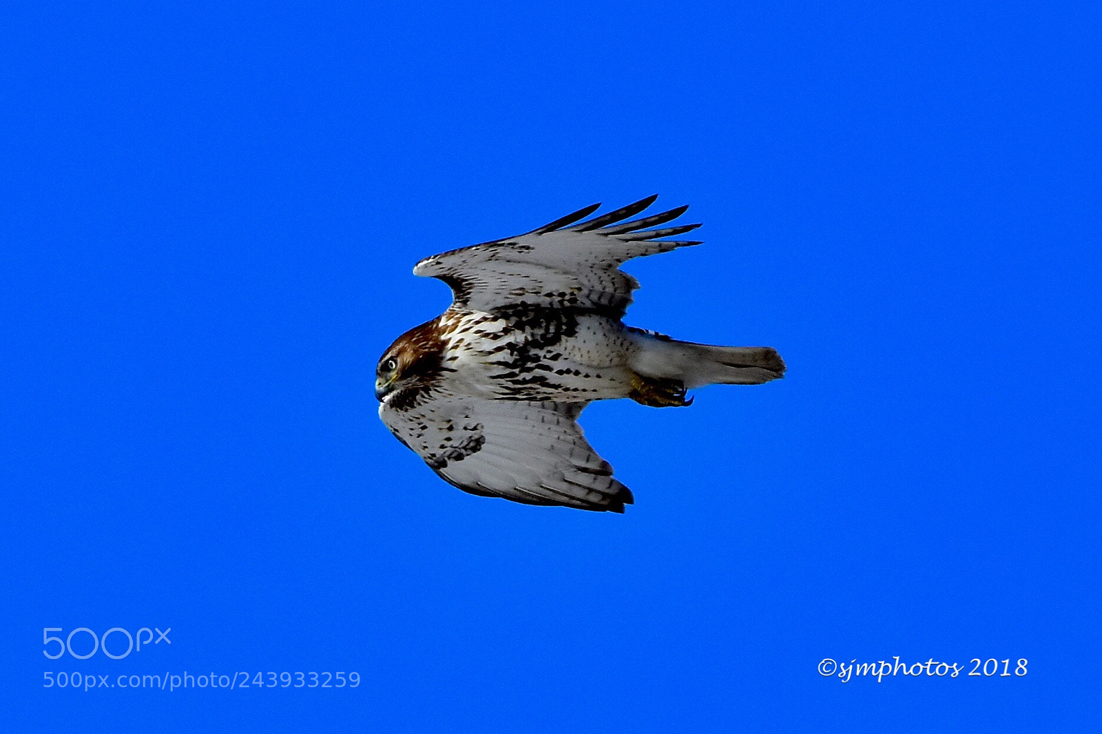Nikon D7200 sample photo. Hawk hovering photography