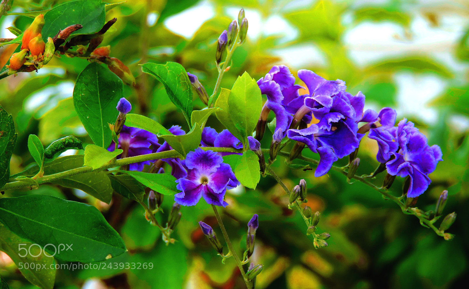 Nikon Coolpix P530 sample photo. Golden dewdrop blooms photography