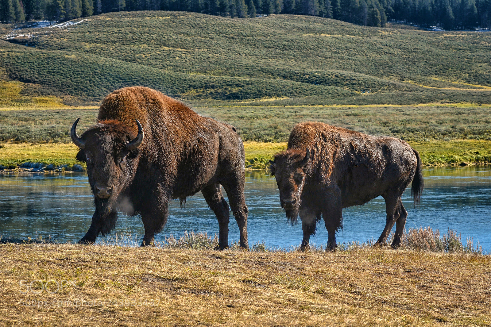 Nikon D800 sample photo. Bison pair photography