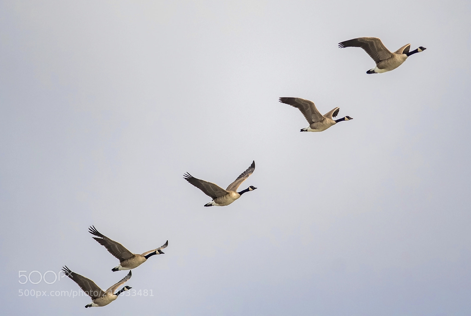 Nikon D500 sample photo. Wild geese photography