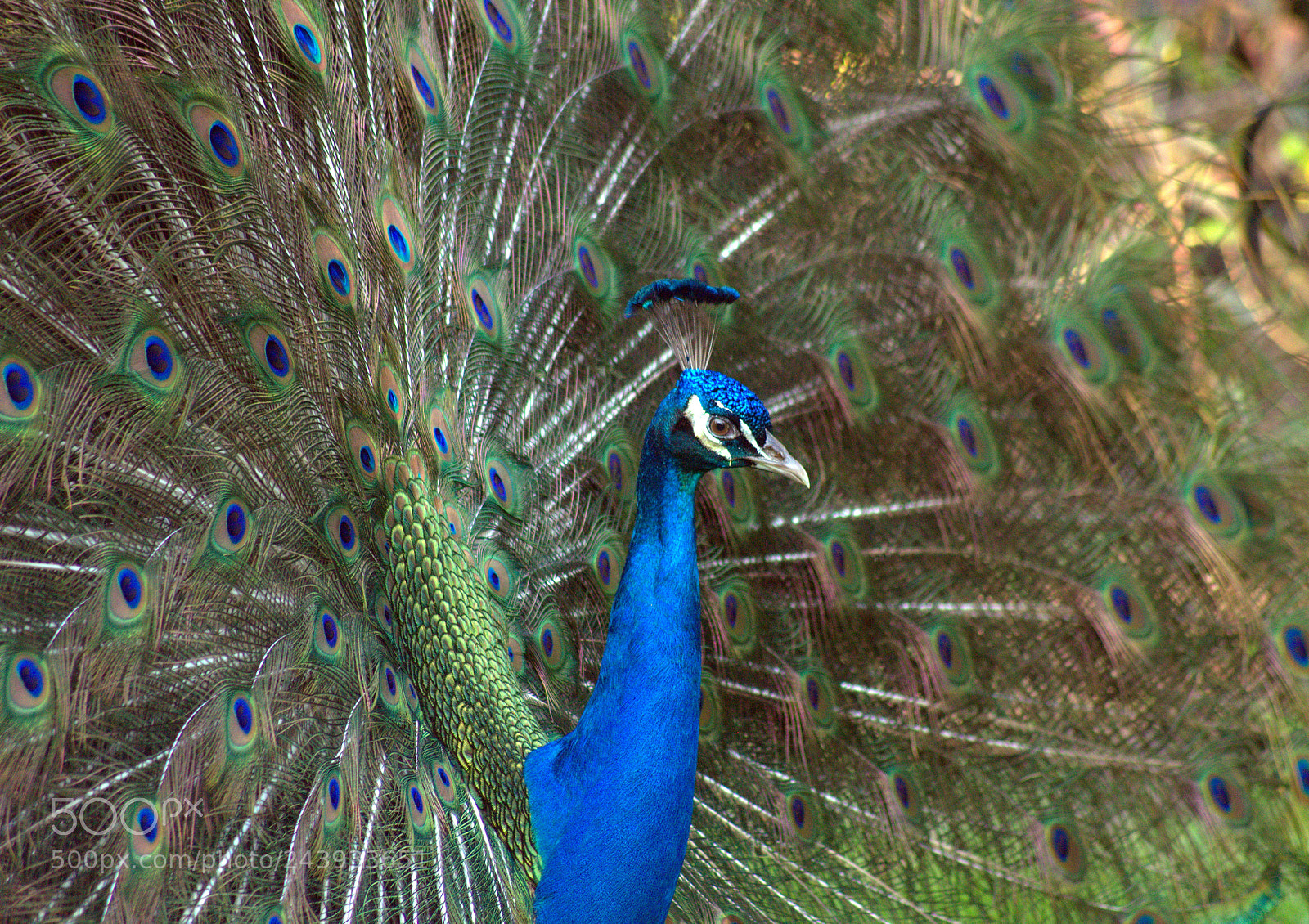 Nikon D5100 sample photo. Male peacock photography