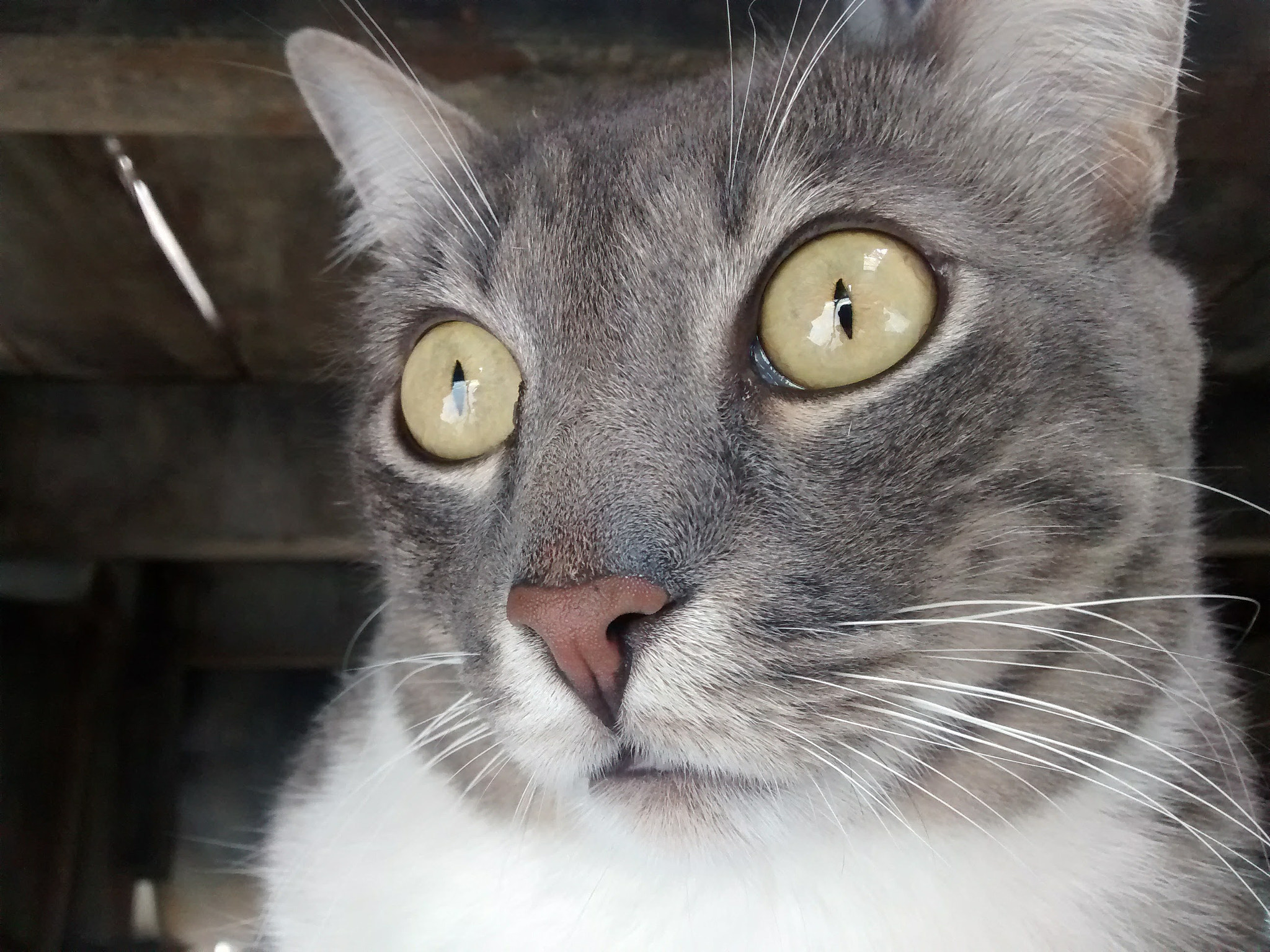 Motorola XT1032 sample photo. Cat photography