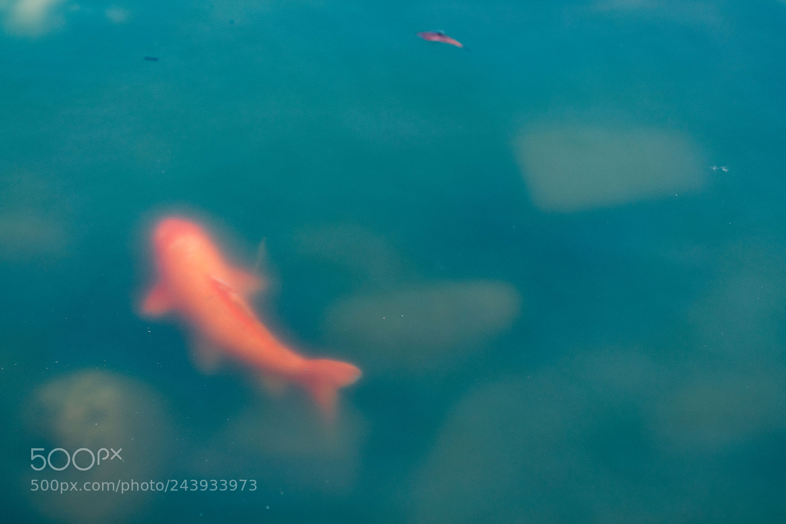 Canon EOS-1D X Mark II sample photo. Carp photography