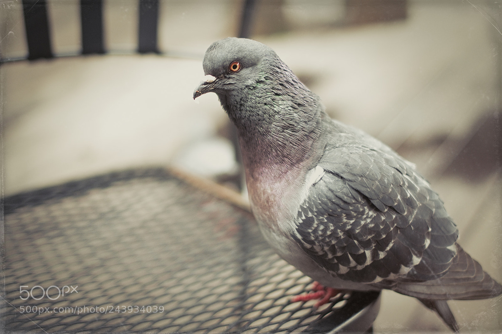 Fujifilm X-T2 sample photo. Stop looking at me photography