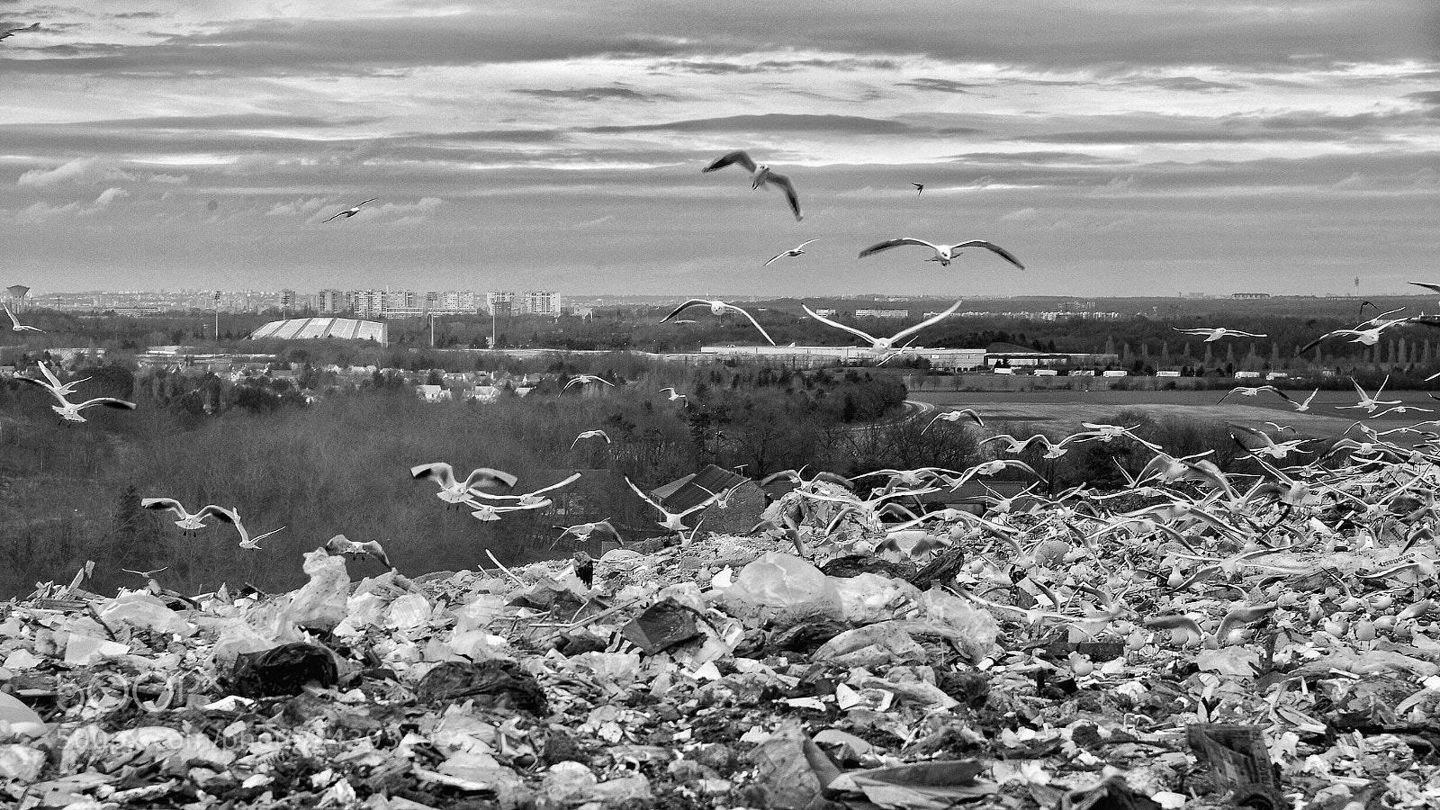 Nikon Df sample photo. Mouettes sur mer de photography
