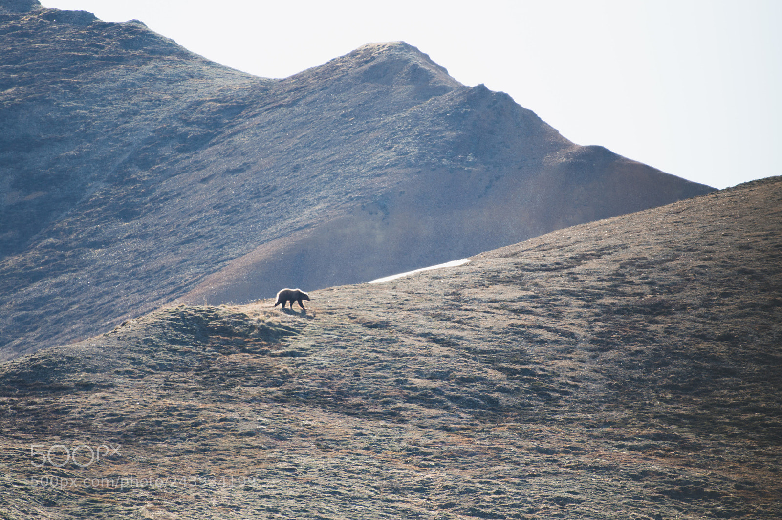 Nikon D3200 sample photo. Bear on the ridge photography