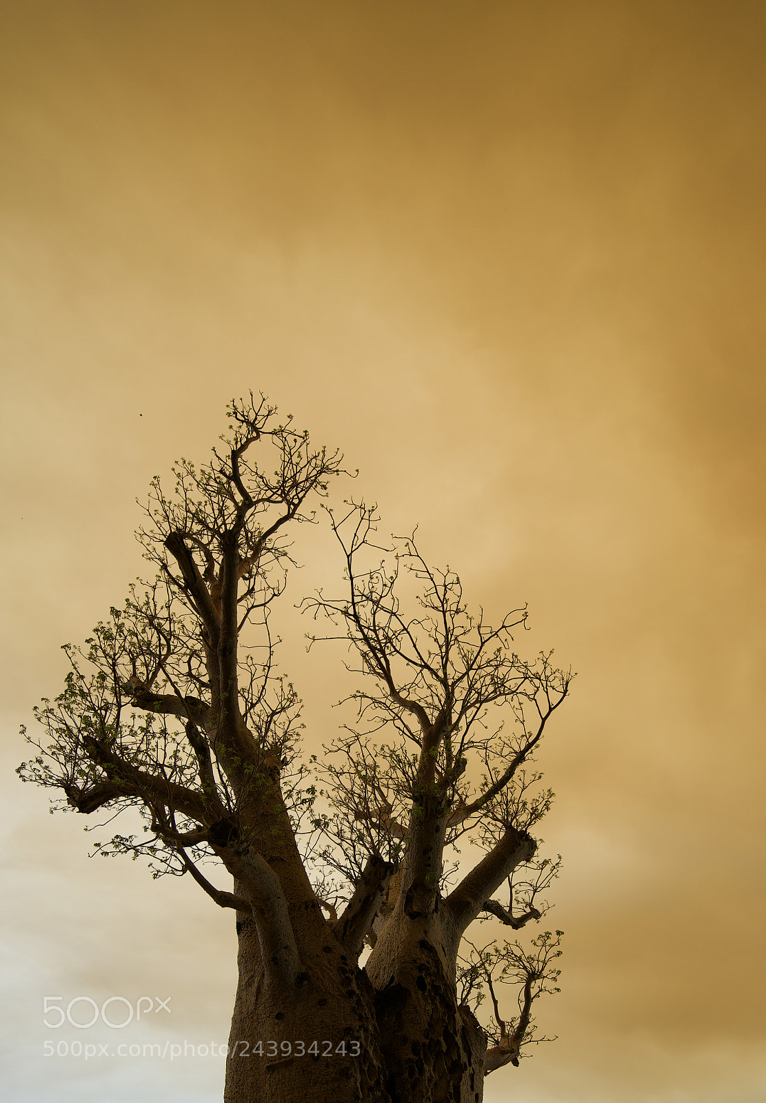 Sony a7 sample photo. Boab tree photography