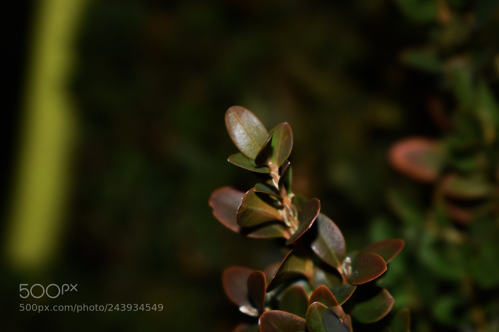 Nikon D3400 sample photo. I was just wondering photography