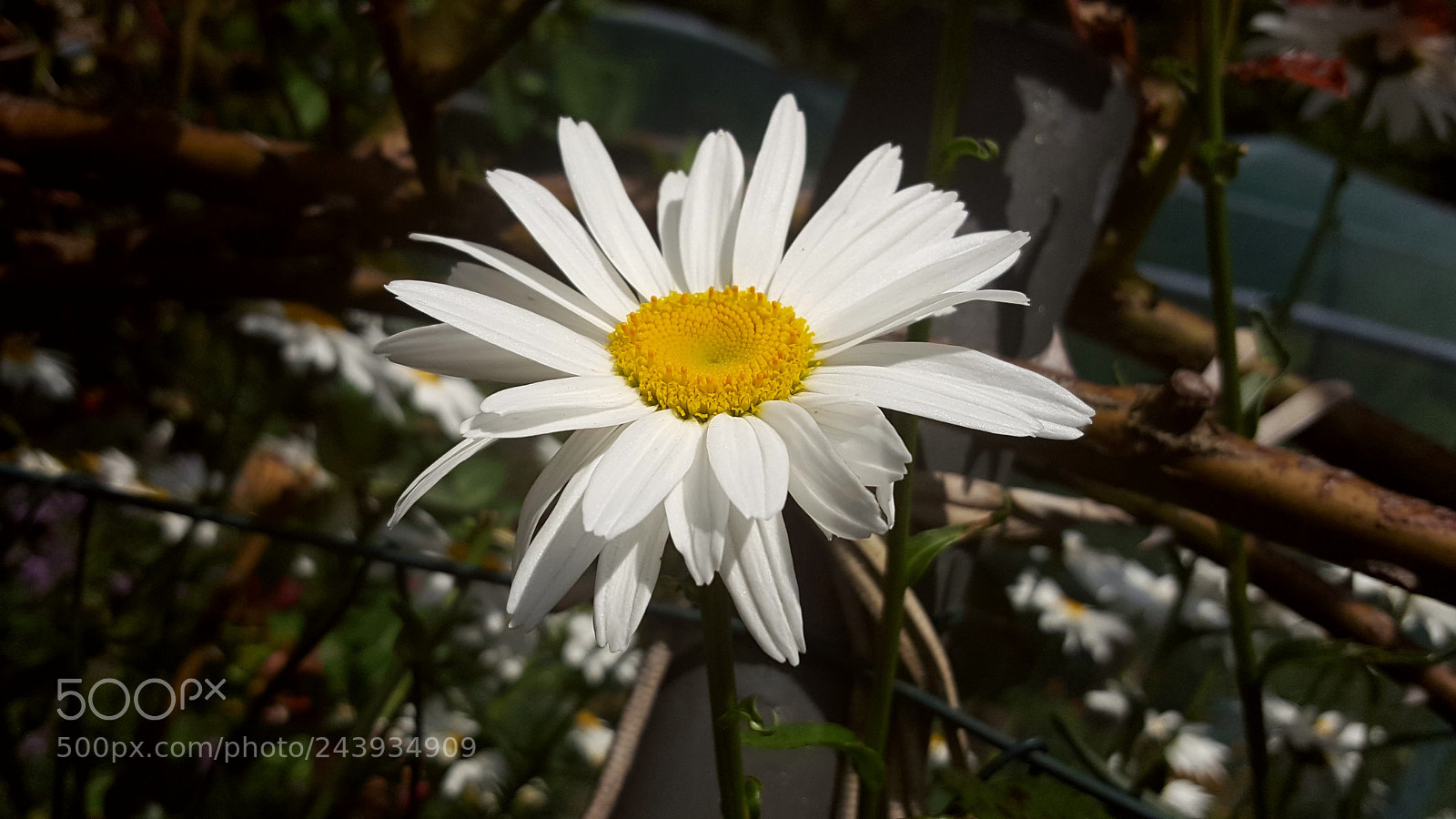 Samsung GALAXY S6 edge sample photo. Untitled photography