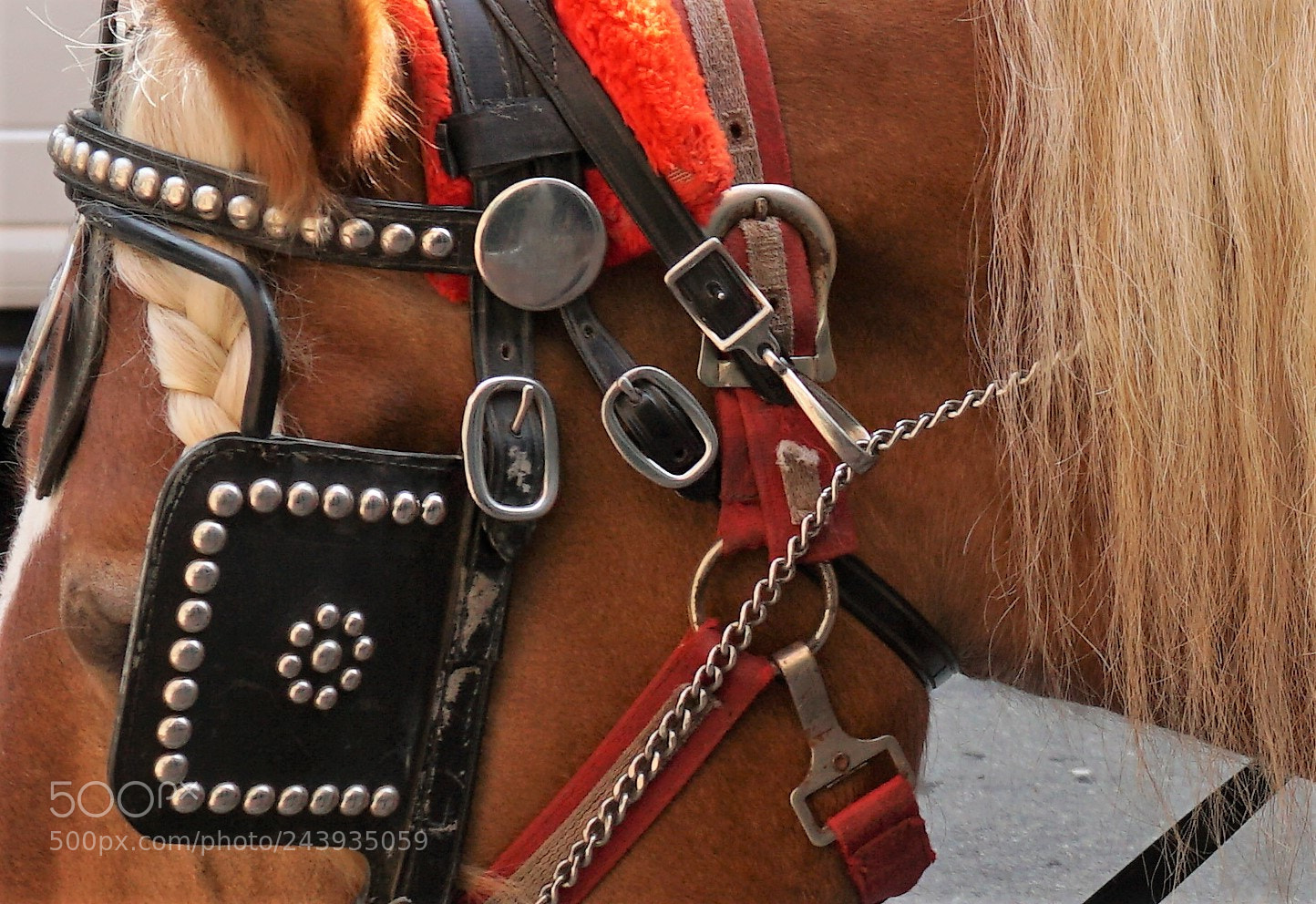 Sony a6500 sample photo. Horse gear photography