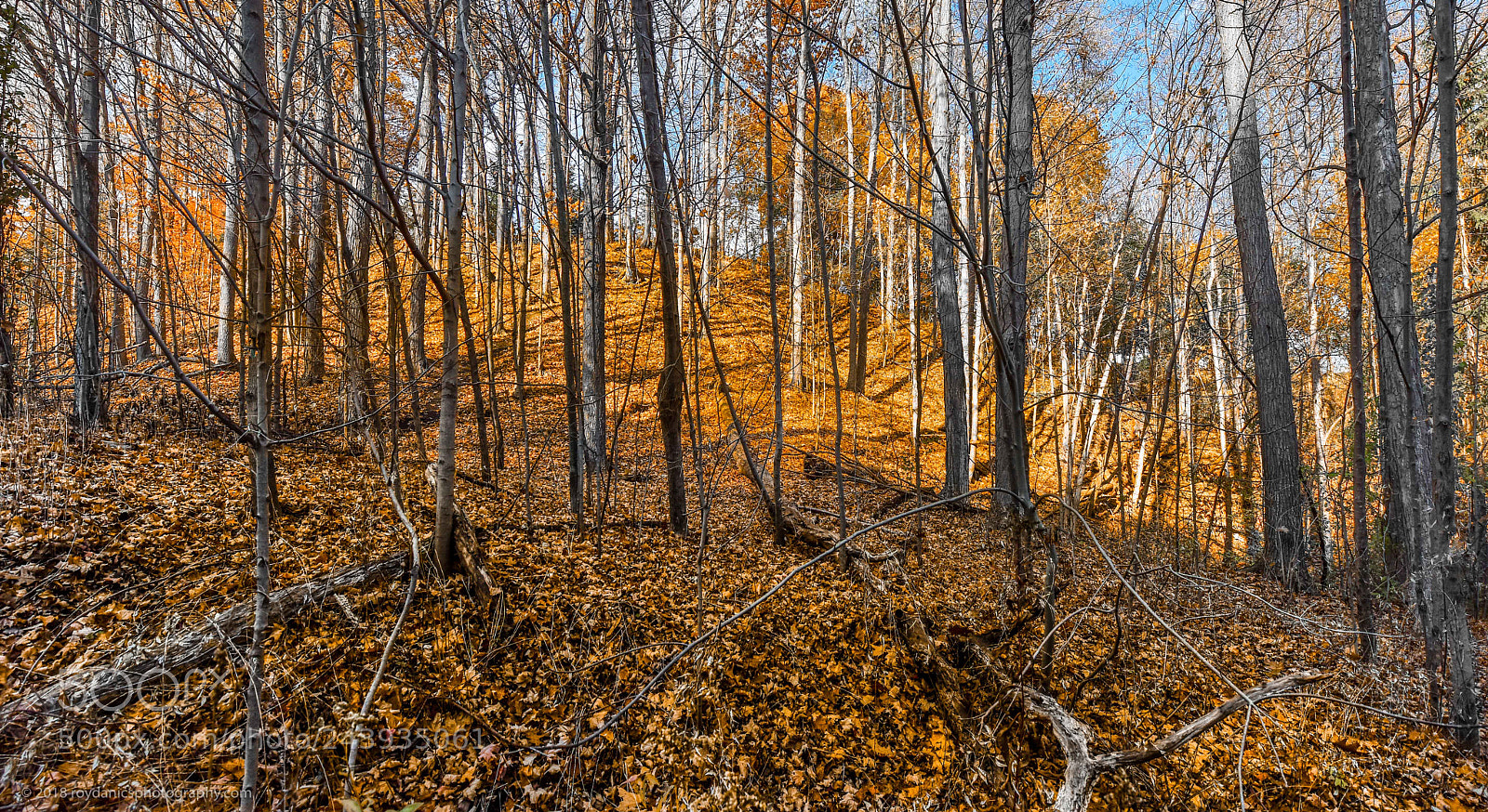 Nikon D810 sample photo. Fall birch trees photography