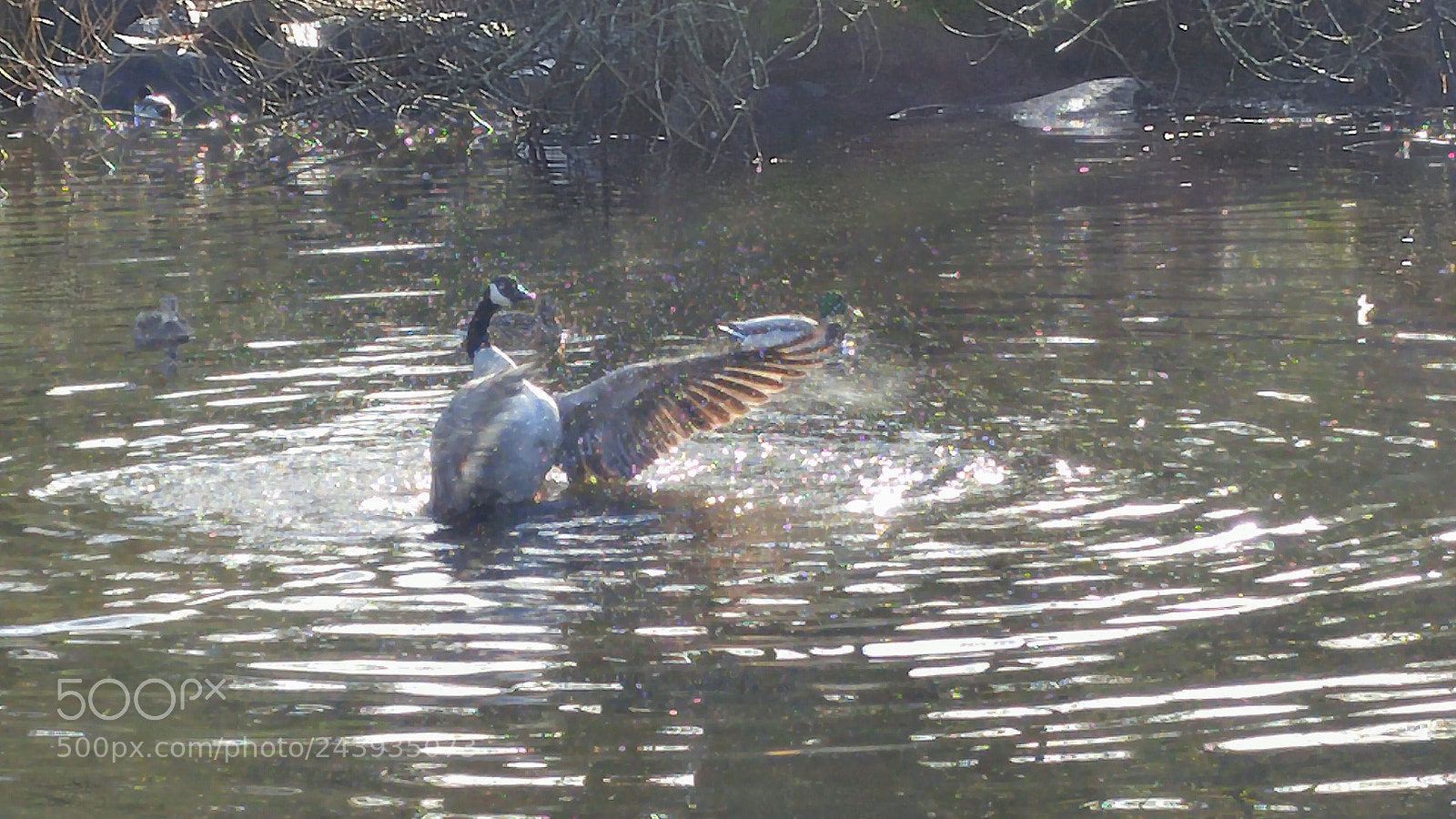 LG G4 sample photo. Goose bath photography