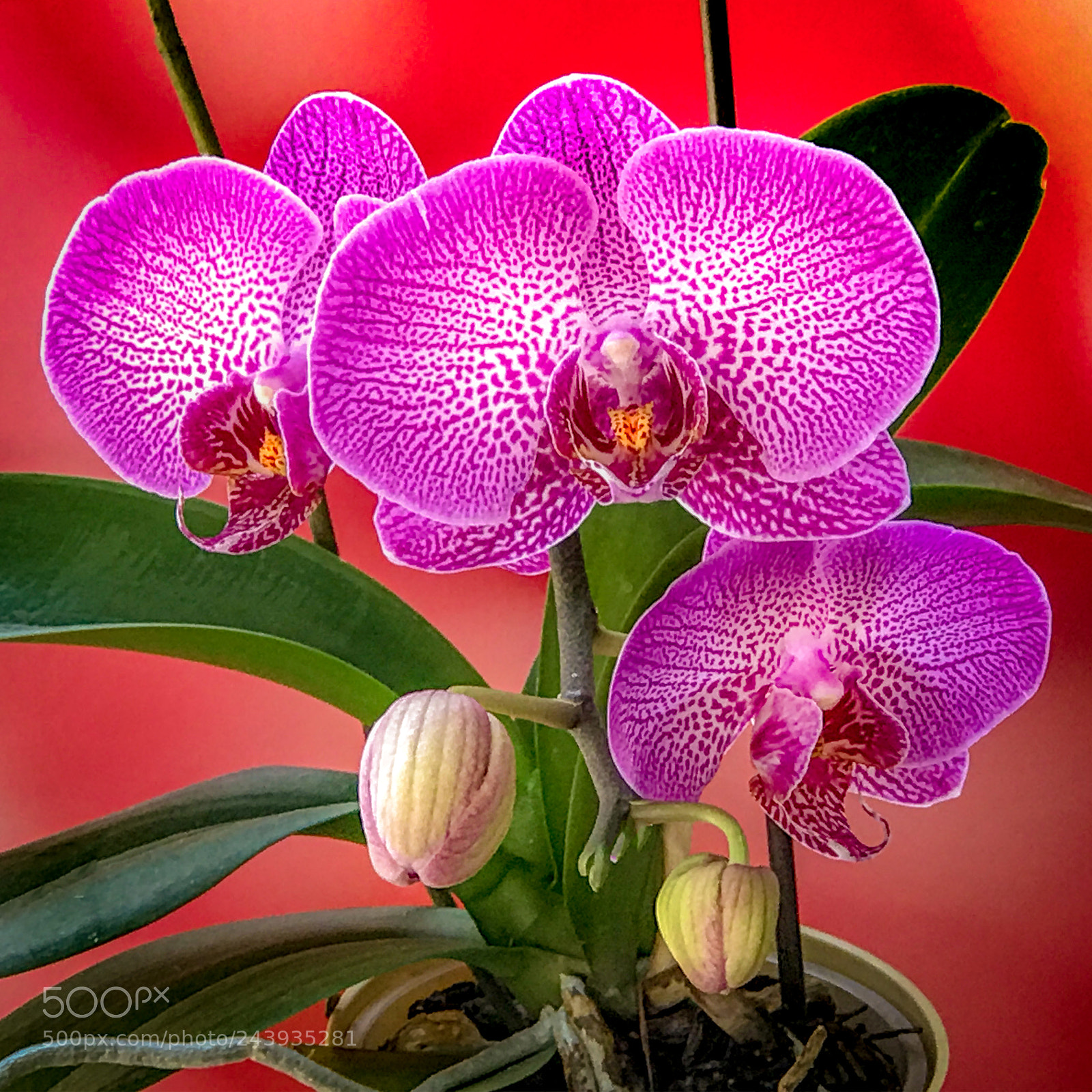 Apple iPhone 7 Plus sample photo. Orchid cluster creation photography