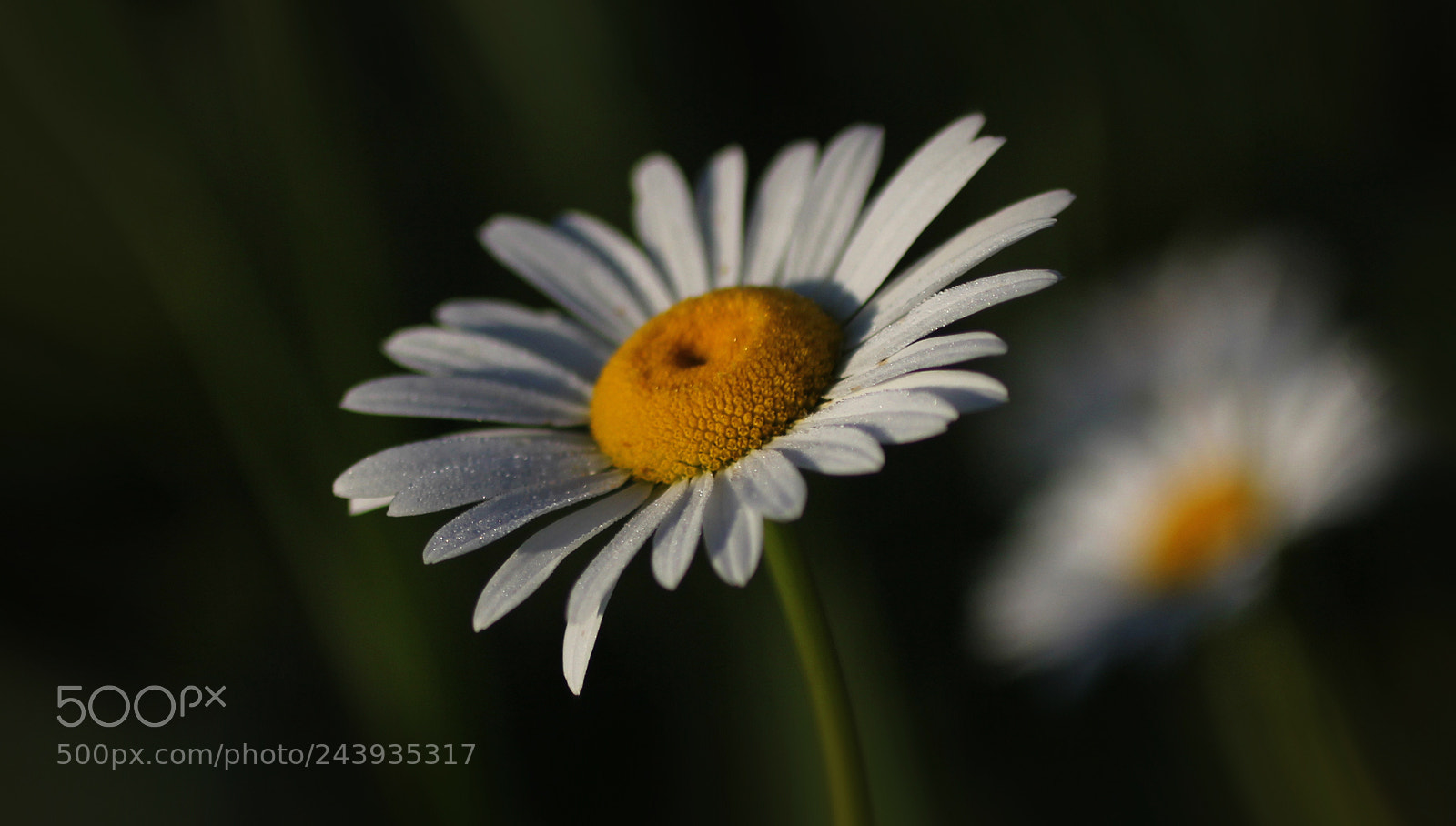 Canon EOS 60D sample photo. Xdf photography