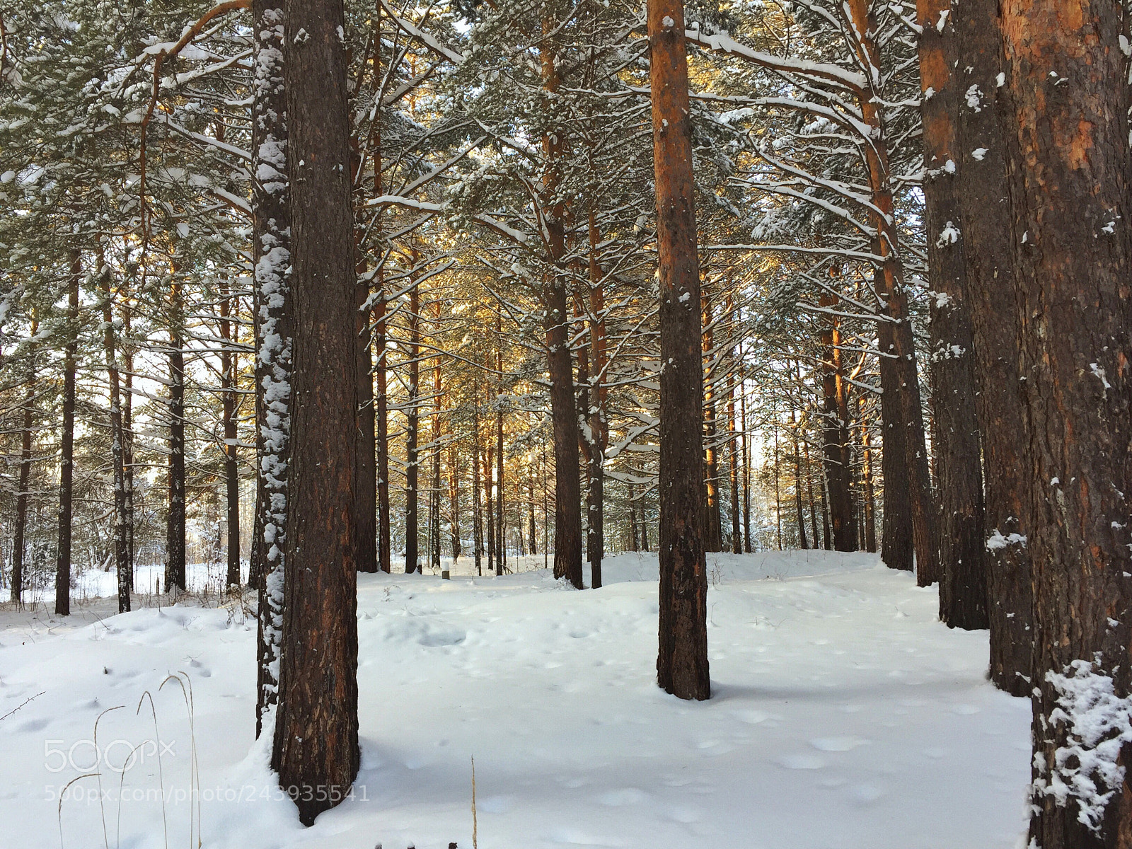 Apple iPhone 6 sample photo. Pine photography