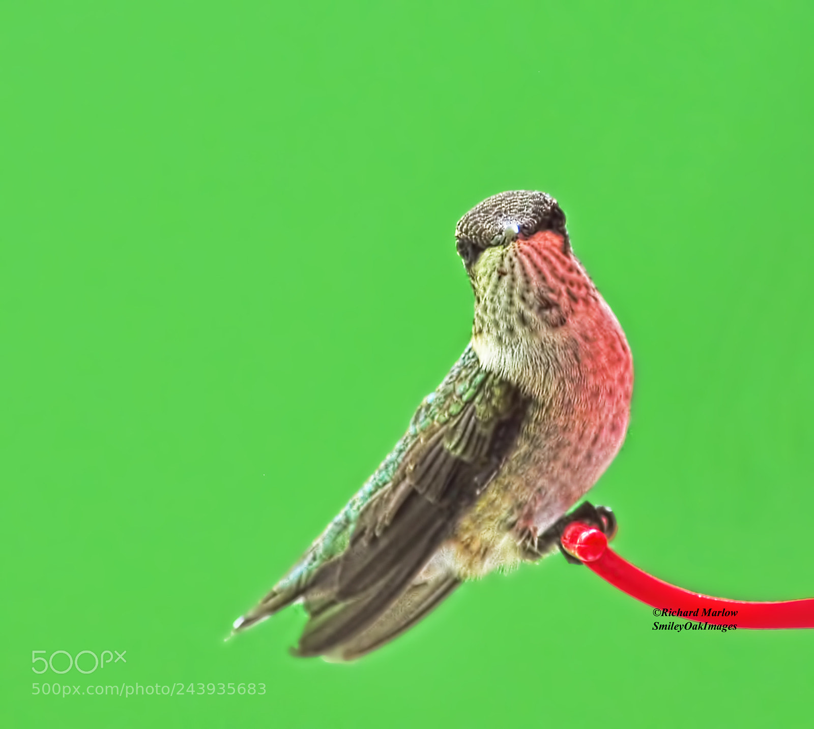 Nikon D5000 sample photo. Hummingbird photography