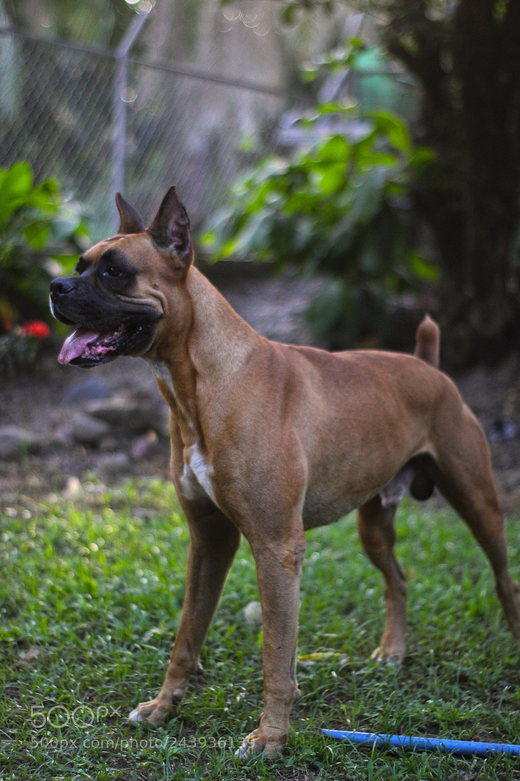Canon EOS 60D sample photo. Zeus photography
