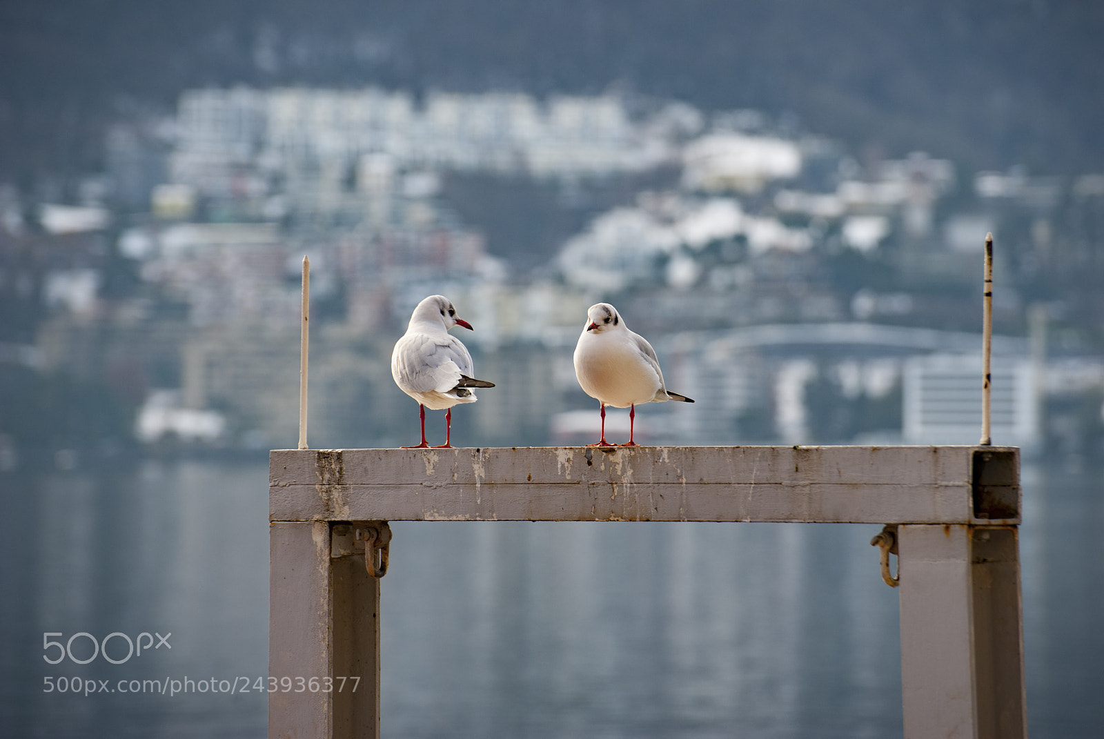 Nikon D700 sample photo. Two birds photography