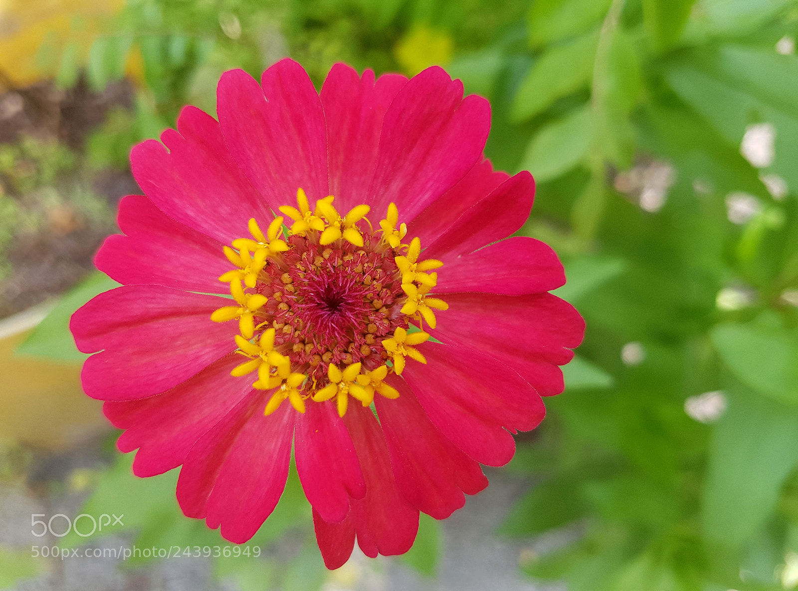 Samsung Galaxy S7 sample photo. Red flower photography