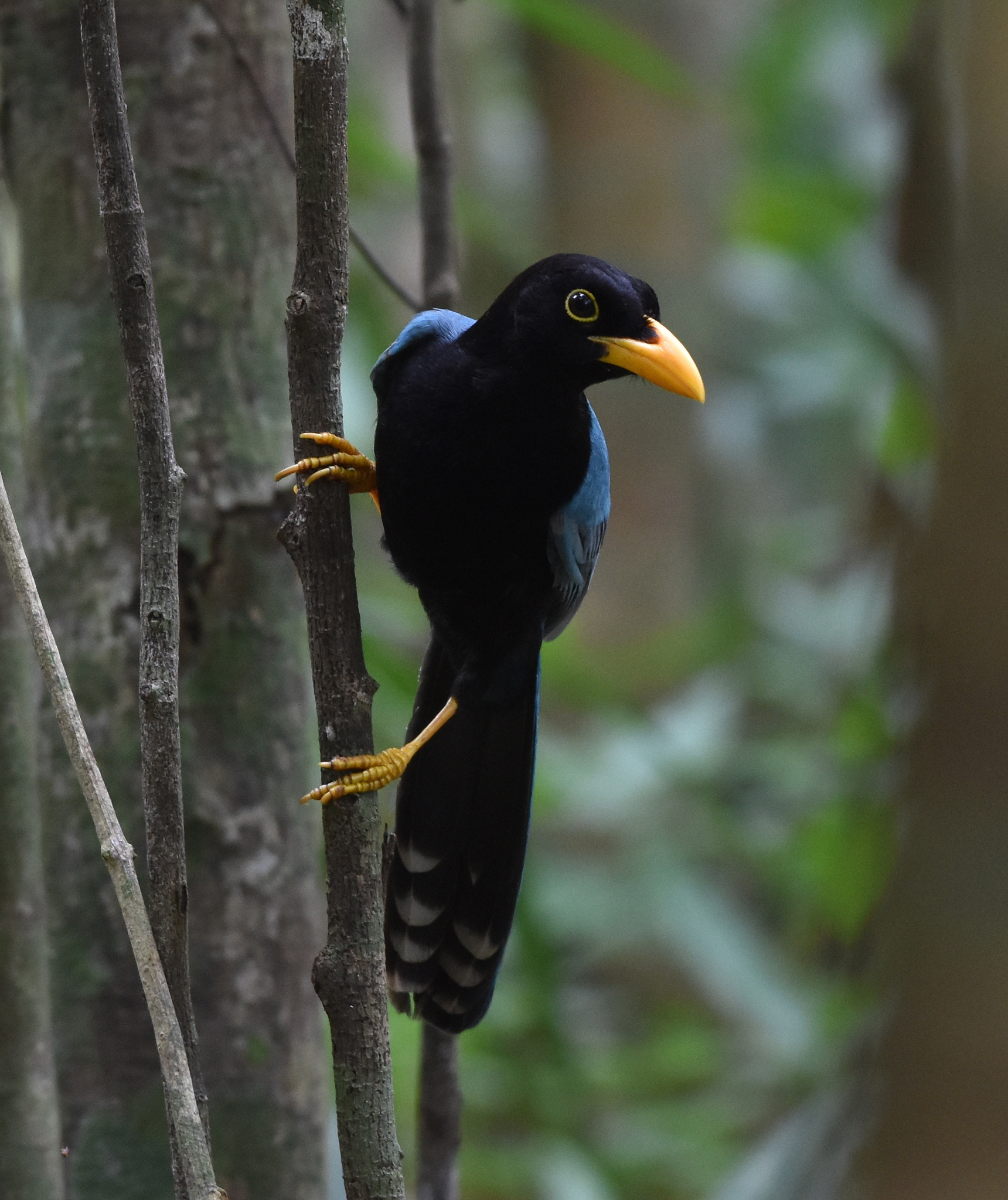 Nikon D7200 + Nikon AF-S Nikkor 70-200mm F4G ED VR sample photo. Yucatan jay (immature) photography