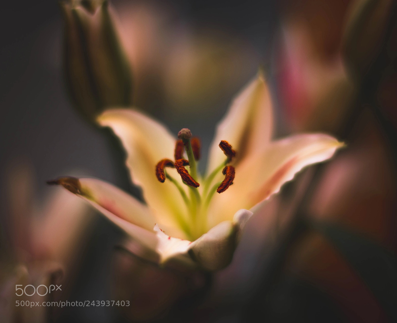 Nikon D7100 sample photo. Cream photography