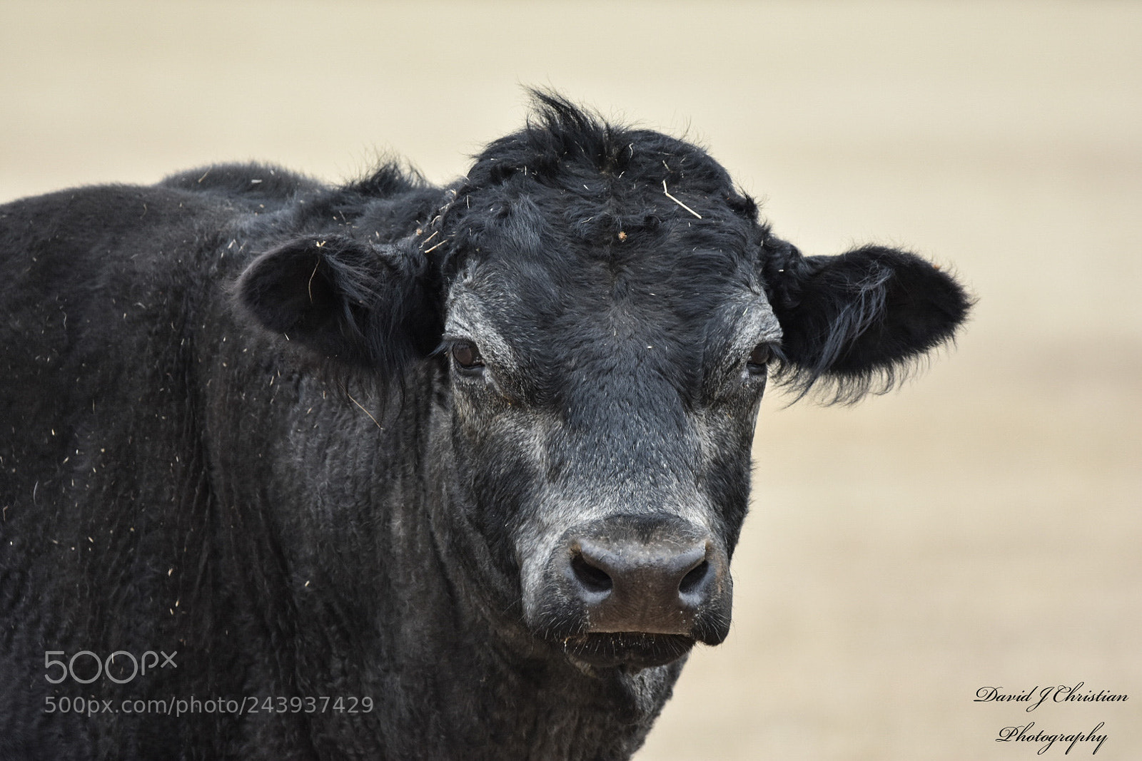 Nikon D3400 sample photo. Woolly the bull photography