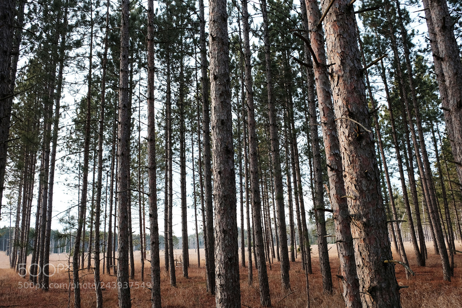 Fujifilm X-T2 sample photo. Red pines photography